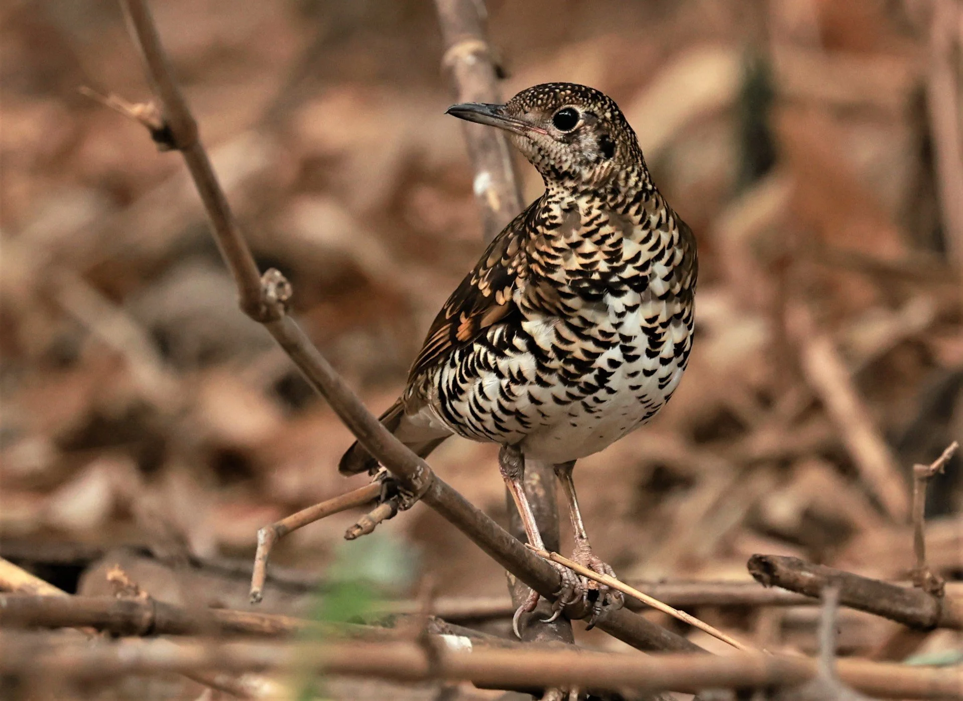 White's Thrush (Zoothera aurea) Putthamonthon Park Nakhon Pathom Thailand (53).jpg