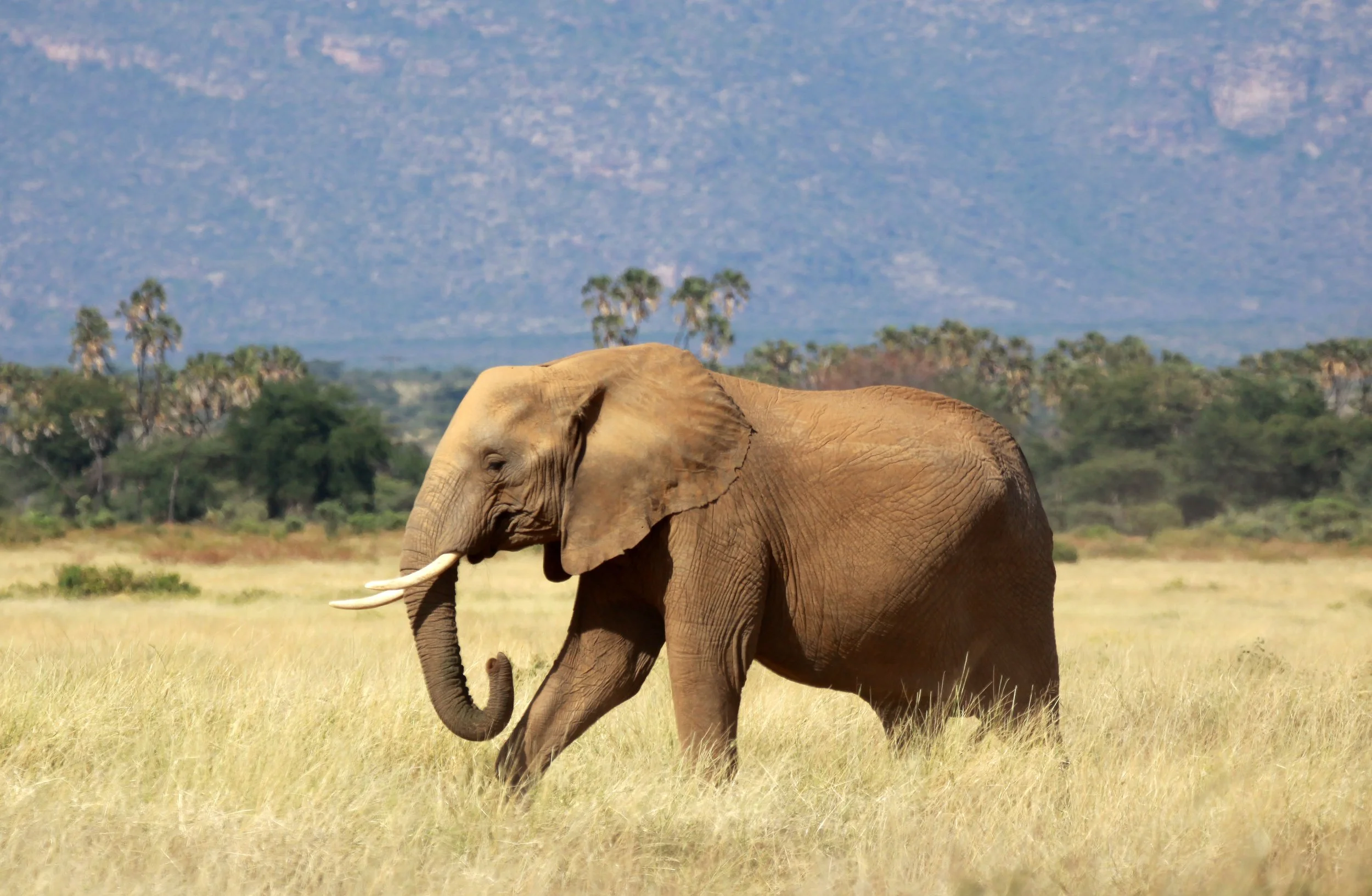 ELEPHANT - SAMBURU NATIONAL RESERVE KENYA (14).JPG