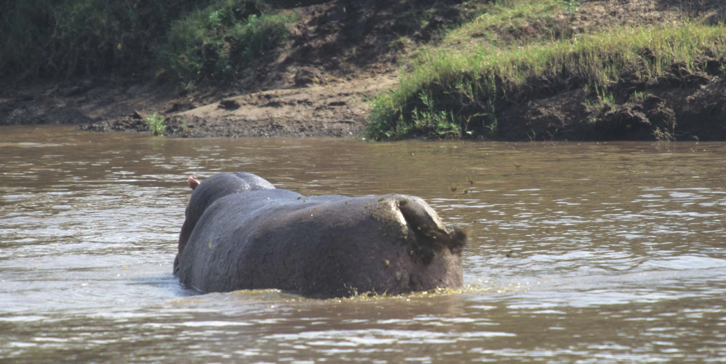 HIPPO- SERENGETI POOPER 4.jpg