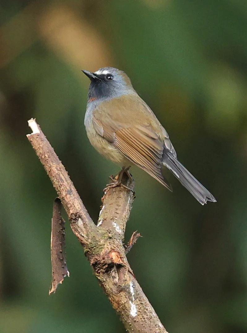 FLYCATCHER - RUFOUS-GORGETED FLYCATCHER - Ficedula strophiata - DOI LANG WEST, DOI PHA HOM POK NP, CHIANG MAI DEC 2021 (2).jpg