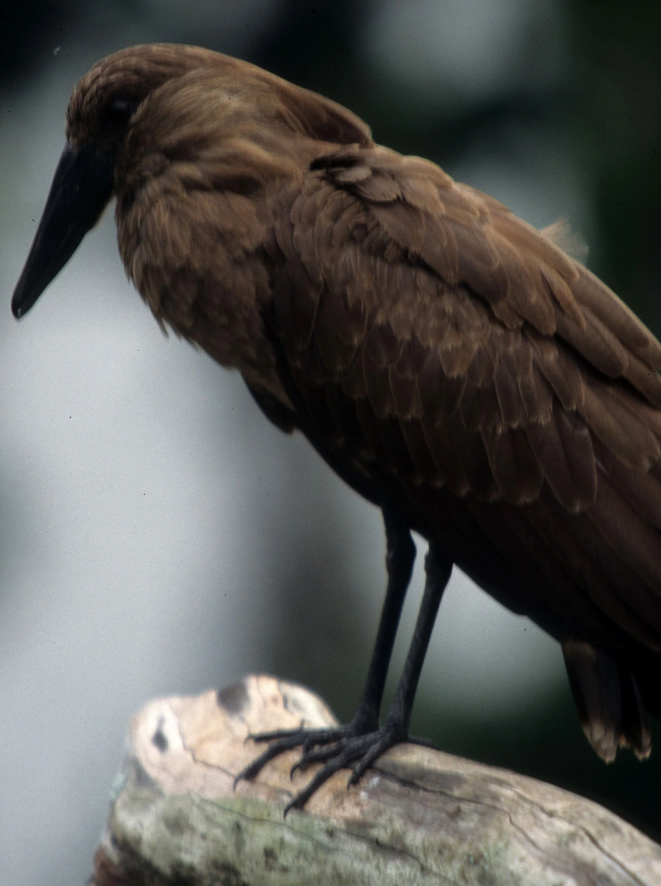 BIRDS - HAMMERKOP - UGANDA D.jpg