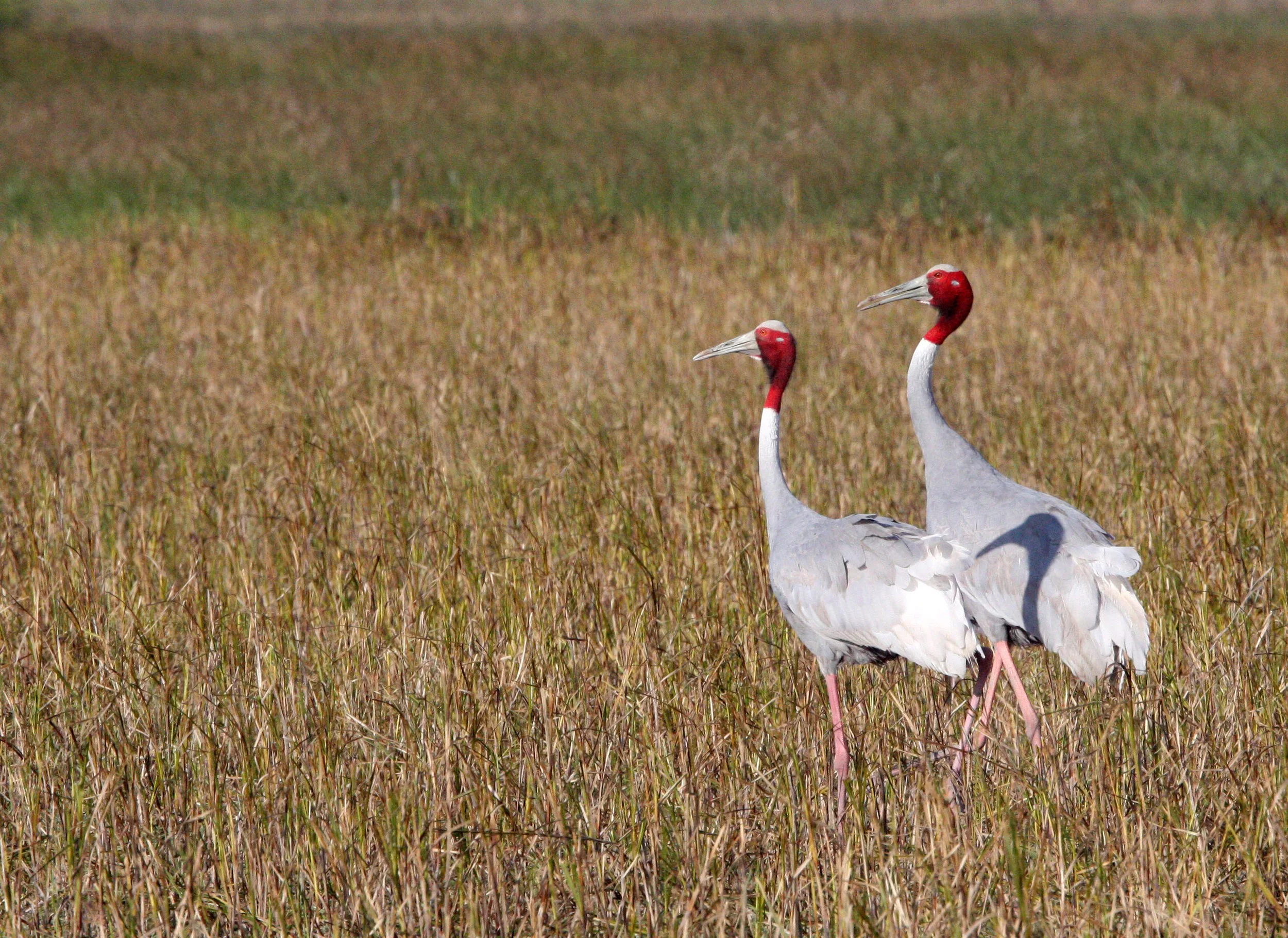 Antigone antigone - SARUS CRANE - LITTLE RANN OF KUTCH INDIA (1).JPG