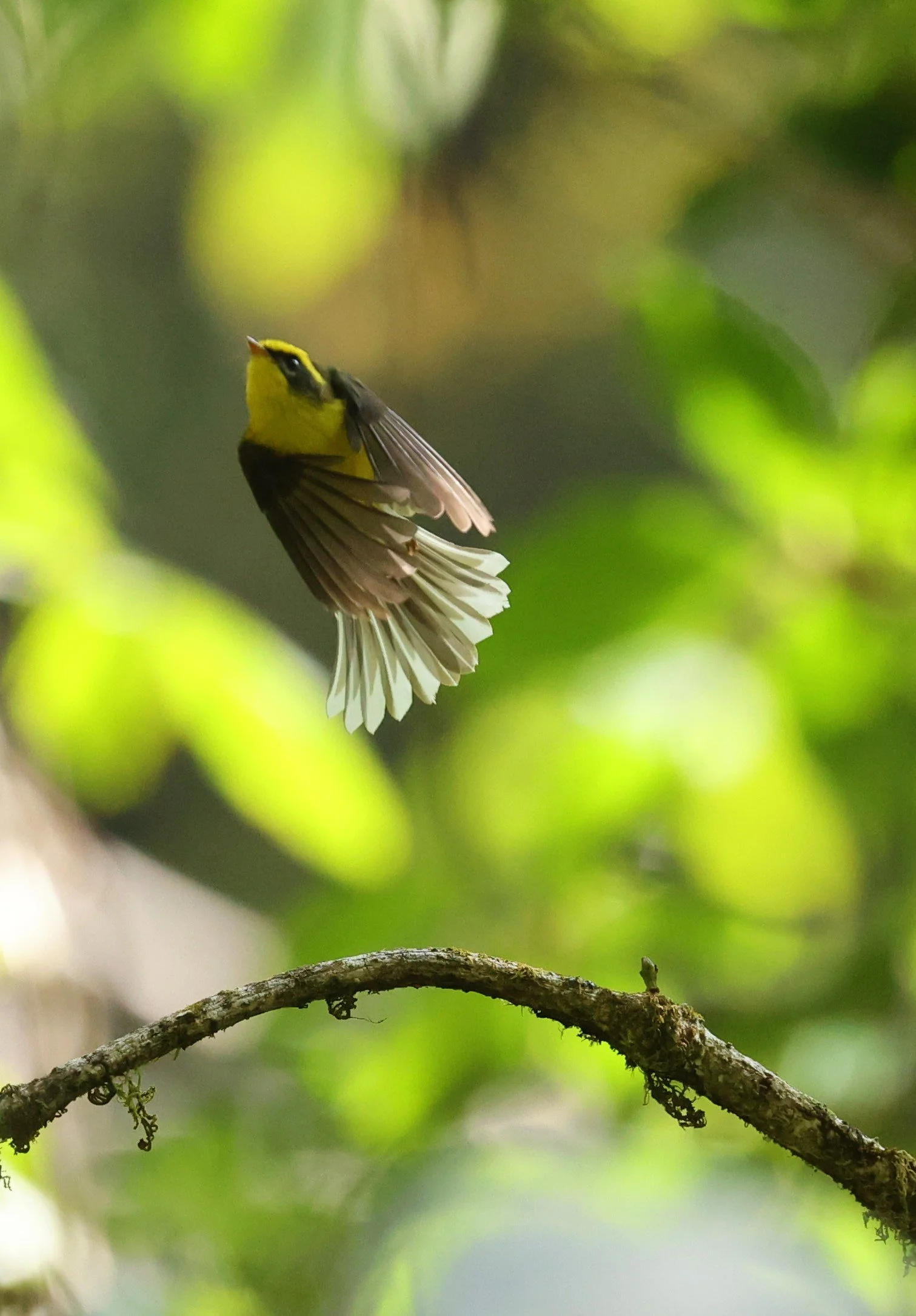 FANTAIL - YELLOW-BELLIED FAIRY-FANTAIL - Chelidorhynx hypoxanthus - DOI PHA HOM POK NP DOI LANG EAST FEB 2022 (1).jpg