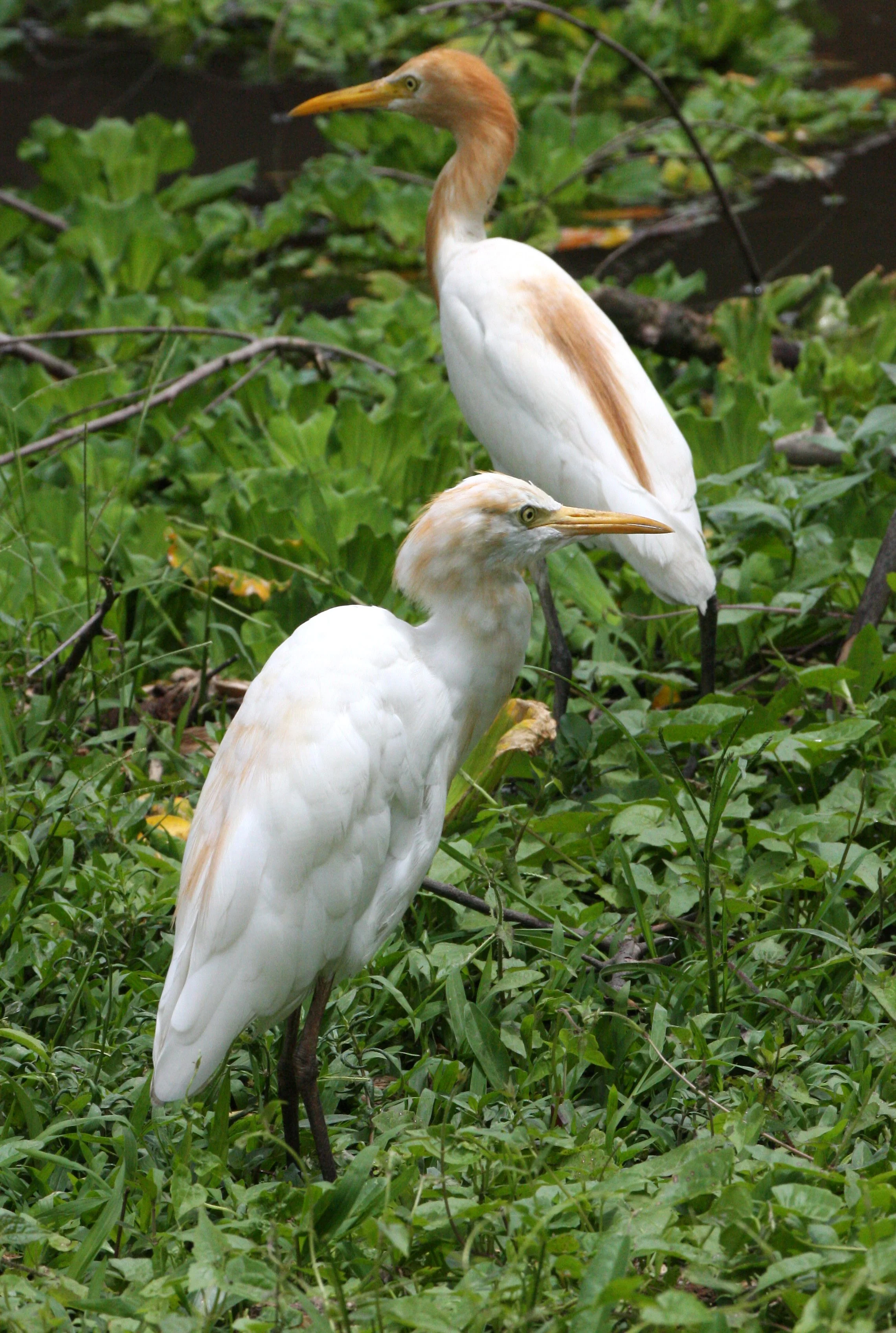 EGRET - CATTLE EGRET (EASTERN) - Bubulcus coromandus - NAKHON DUMP & WETLANDS (15).JPG