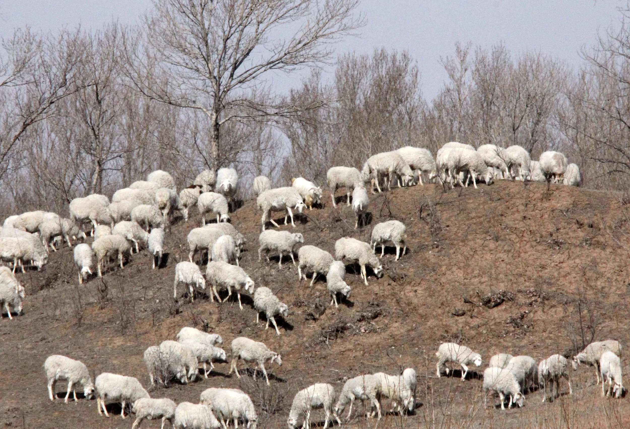 INNER MONGOLIA 2013 (765).JPG