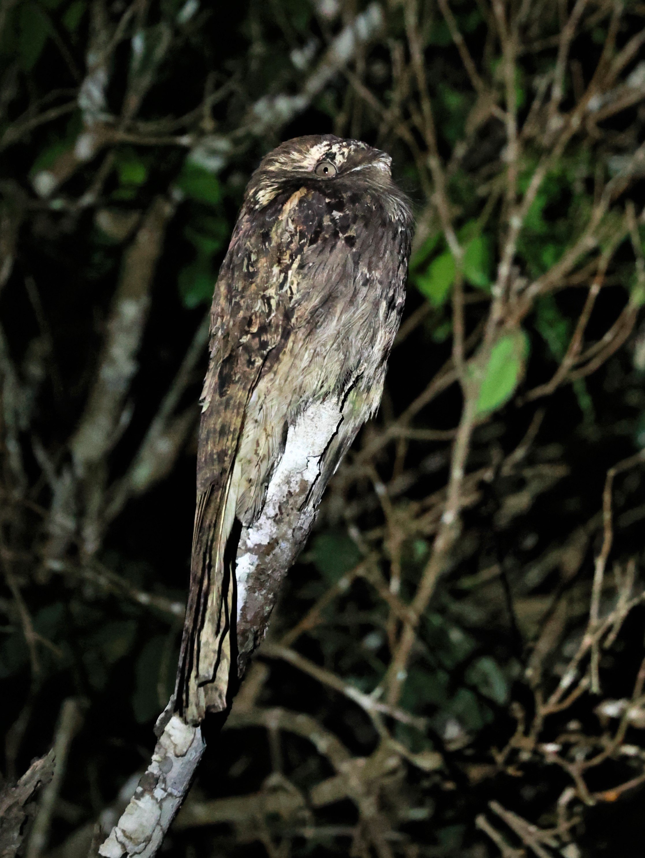 Potoo - Common Potoo - Nyctibius griseus - Augusto Ruschi Biological Reserve, Santa Teresa, Brazil (20).jpg