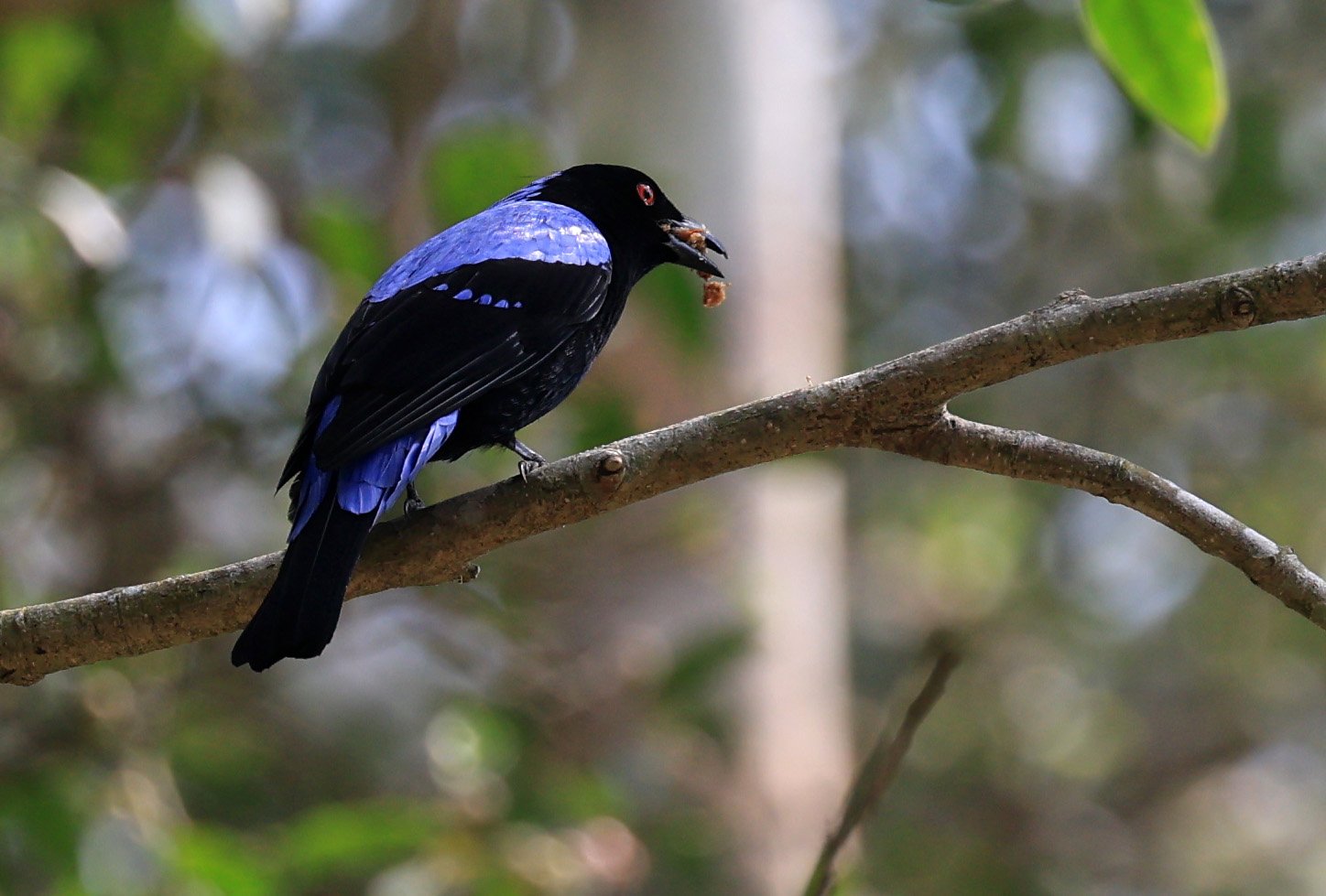 Asian Fairy-bluebird (Irena puella) Khao Yai National Park Feb 2026 Day 2 (48).jpg