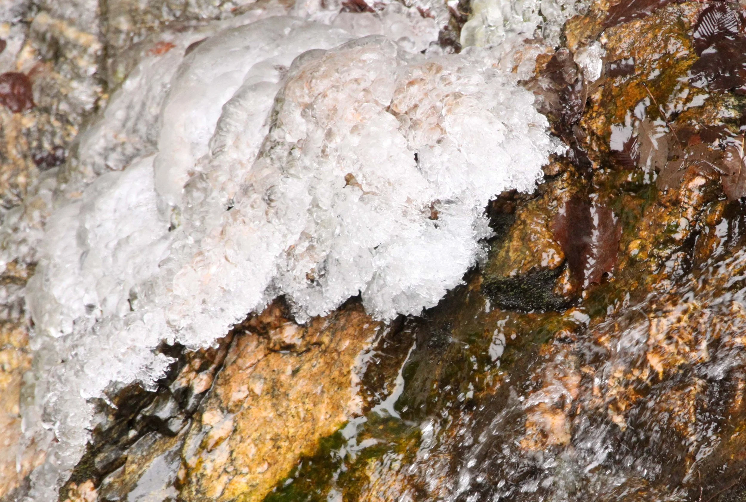 FOPING NATURE RESERVE - SHAANXI PROVINCE CHINA (163).JPG