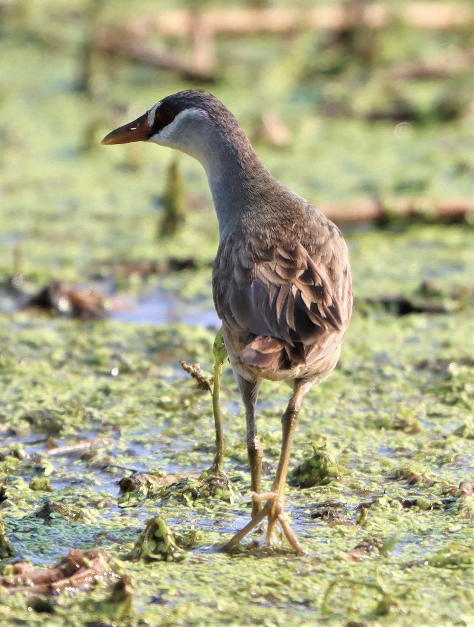 White-browed Crake (Porzana cinerea) Thap Yao Rice Fields Lat Krabang Bangkok (89).jpg