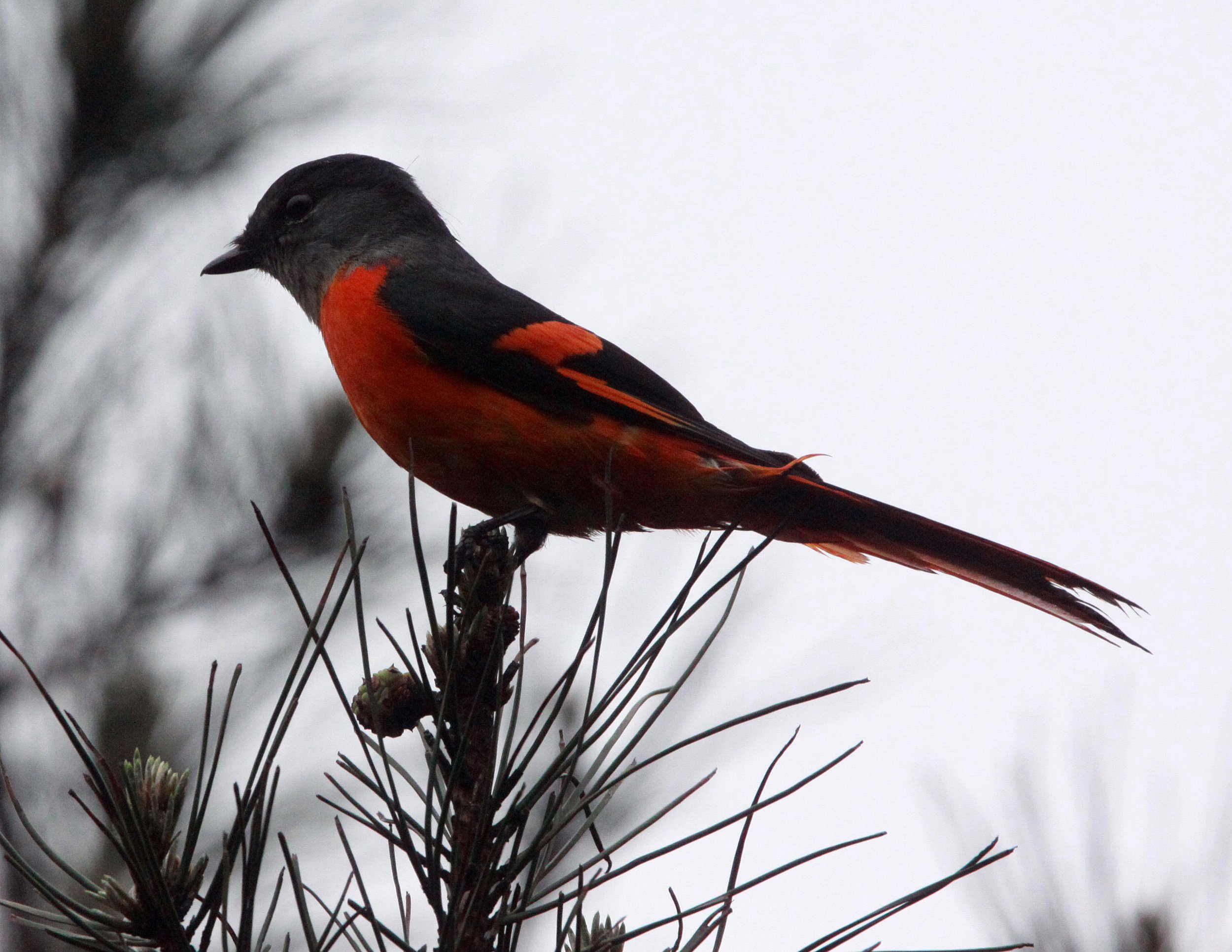 Gray-chinned Minivet (Pericrocotus solaris) Anhui Province China (5).JPG