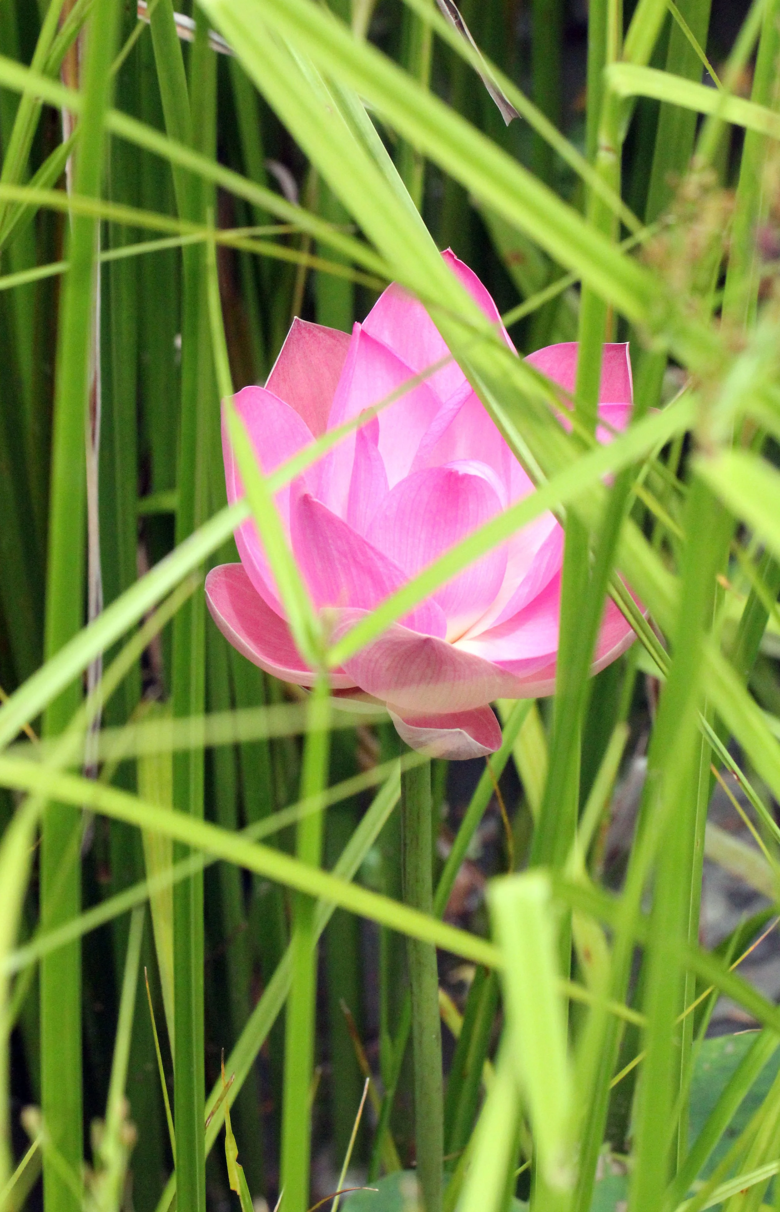 2014 Koh Kret Nonthaburi Bike Ride (118).JPG