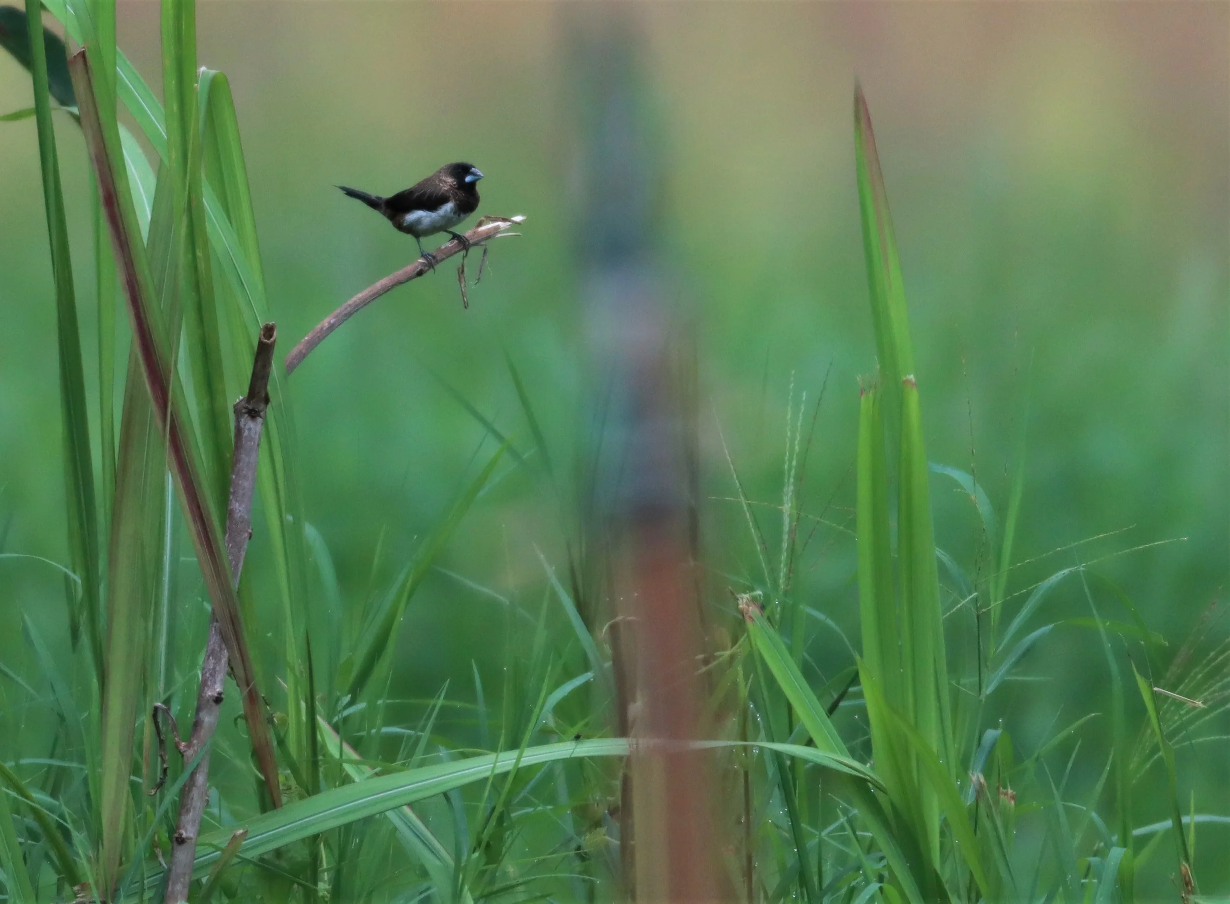 MUNIA - Lonchura striata - WHITE-RUMPED MUNIA - DOI ANG KHANG CHIANG MAI (1).jpg