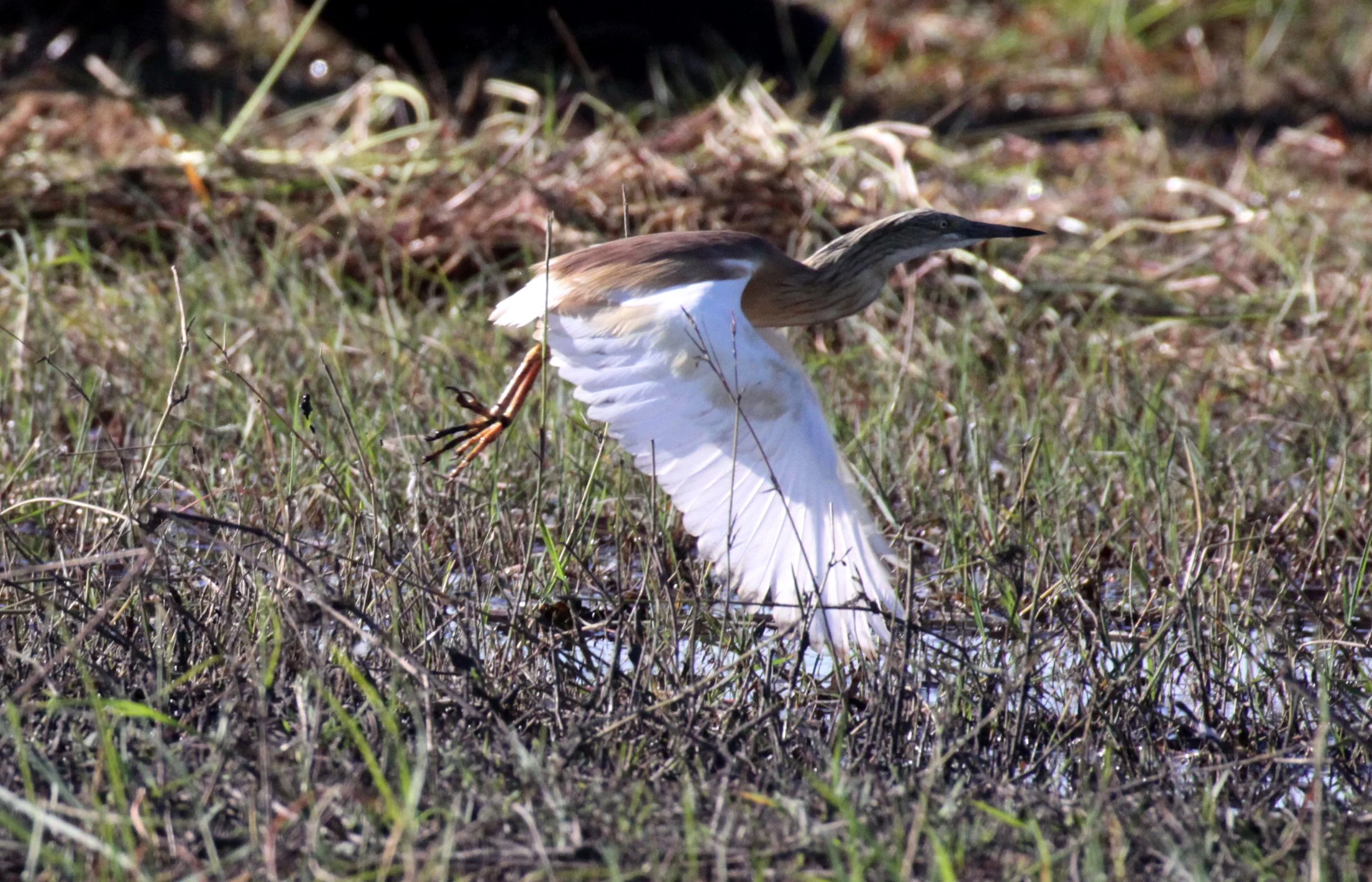 HERON - SQUACCO HERON - Ardeola ralloides - CHOBE NATIONAL PARK BOTSWANA (7).JPG