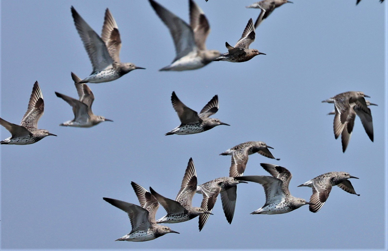 KNOT - GREAT KNOTS - Calidris tenuirostris - RED KNOT - Calidris canutus - PAK THALE SALT PONDS MARCH 2022 (8).jpg