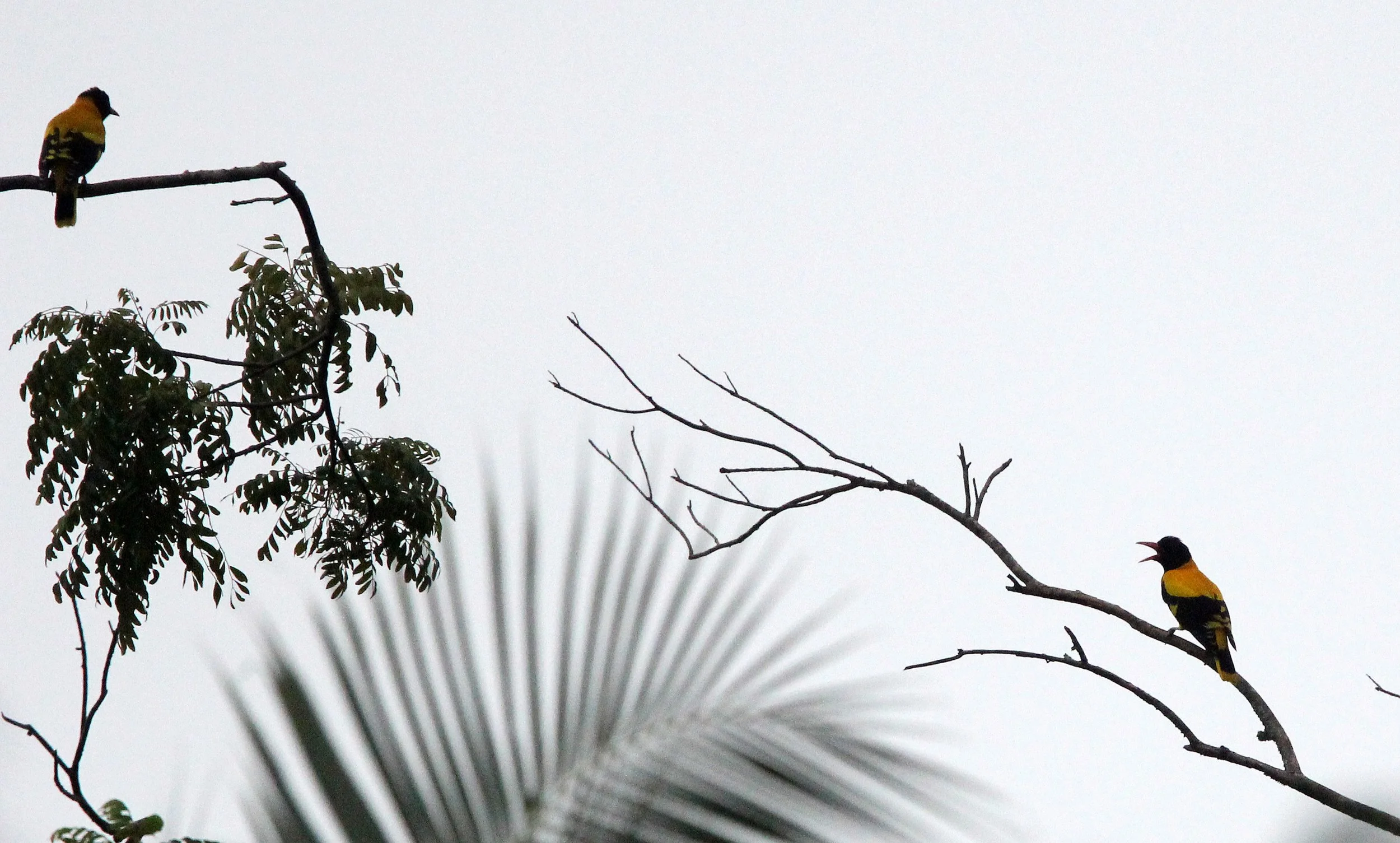 Black-hooded Oriole (Oriolus xanthornus) Sigiriya Forest Sri Lanka (1).JPG