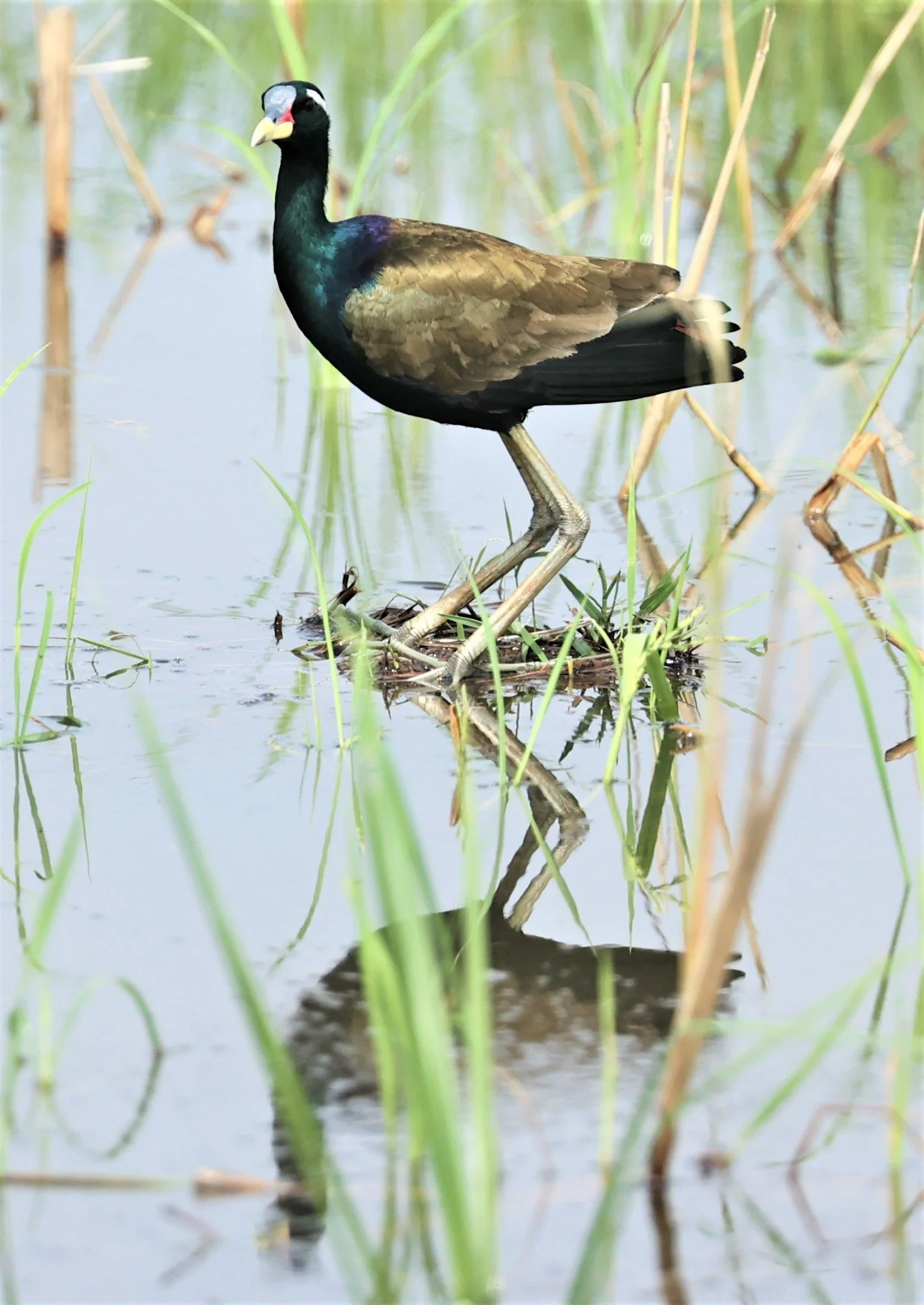 JACANA - BRONZE-WINGED JACANA - Metopidius indicus - PATHUM THANI RICE RESEARCH CENTER MAY 7 2022 (21).jpg