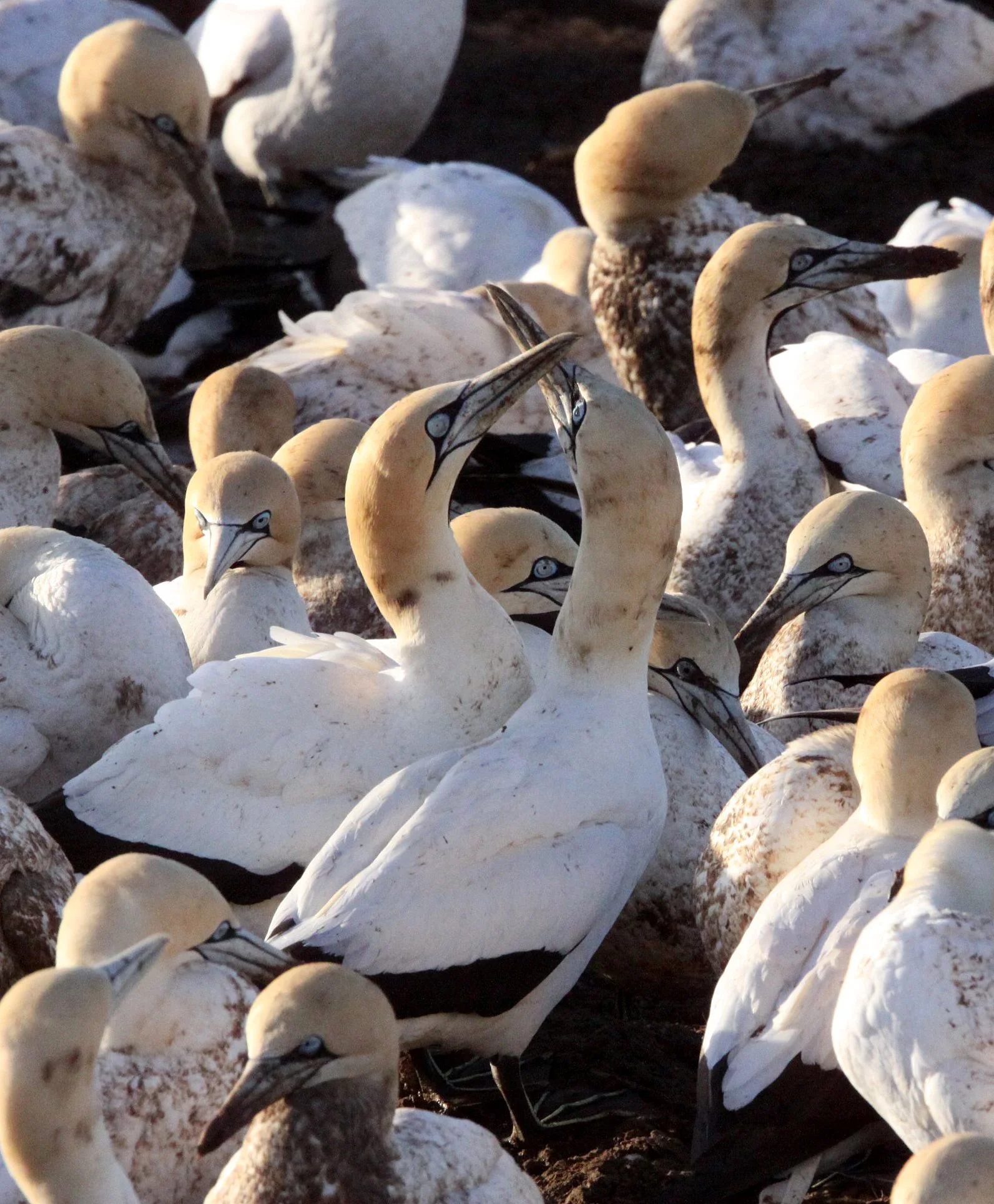 Cape gannet (Morus capensis) Lambert's Bay South Africa (12).JPG