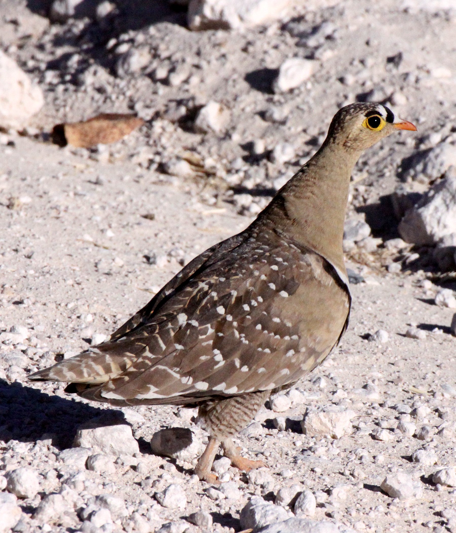 Double-banded Sandgrouse (Pterocles bicinctus) Etosha NP Namibia (5).JPG