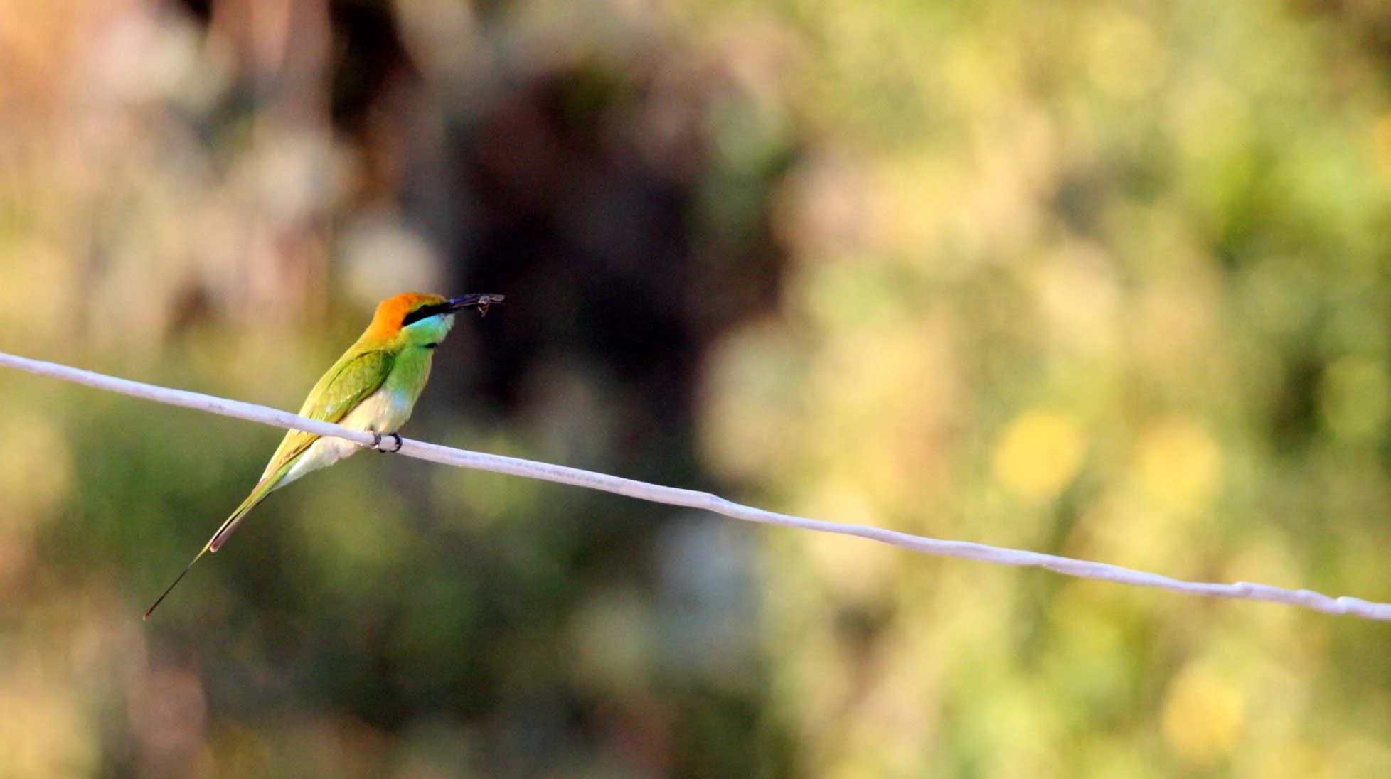 BEE-EATER - GREEN BEE-EATER - Merops orientalis - KHAO SAM ROI YOT THAILAND (26).JPG