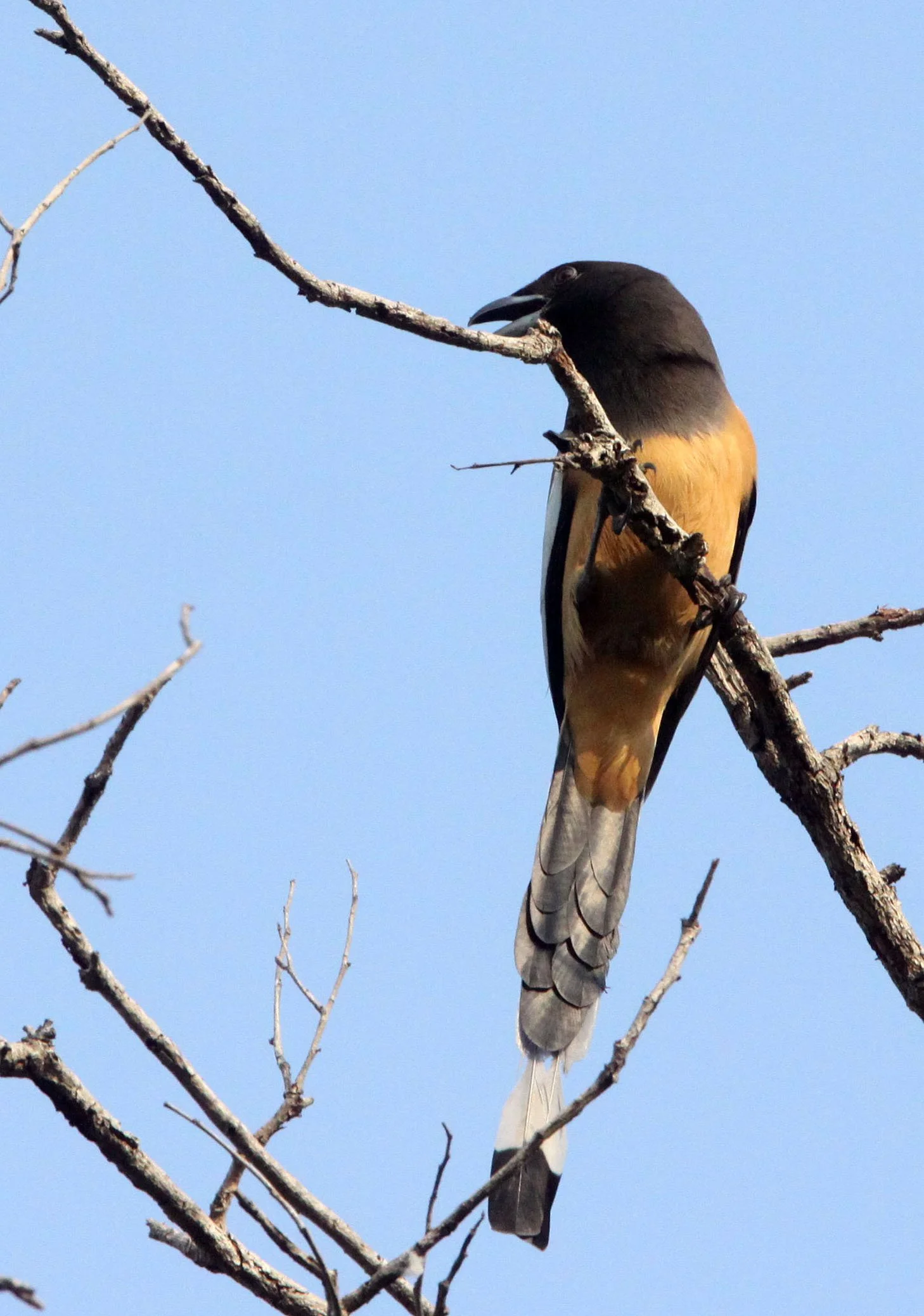 BIRD - TREEPIE - RUFOUS TREEPIE - BANDHAVGAR NATIONAL PARK INDIA (1).JPG