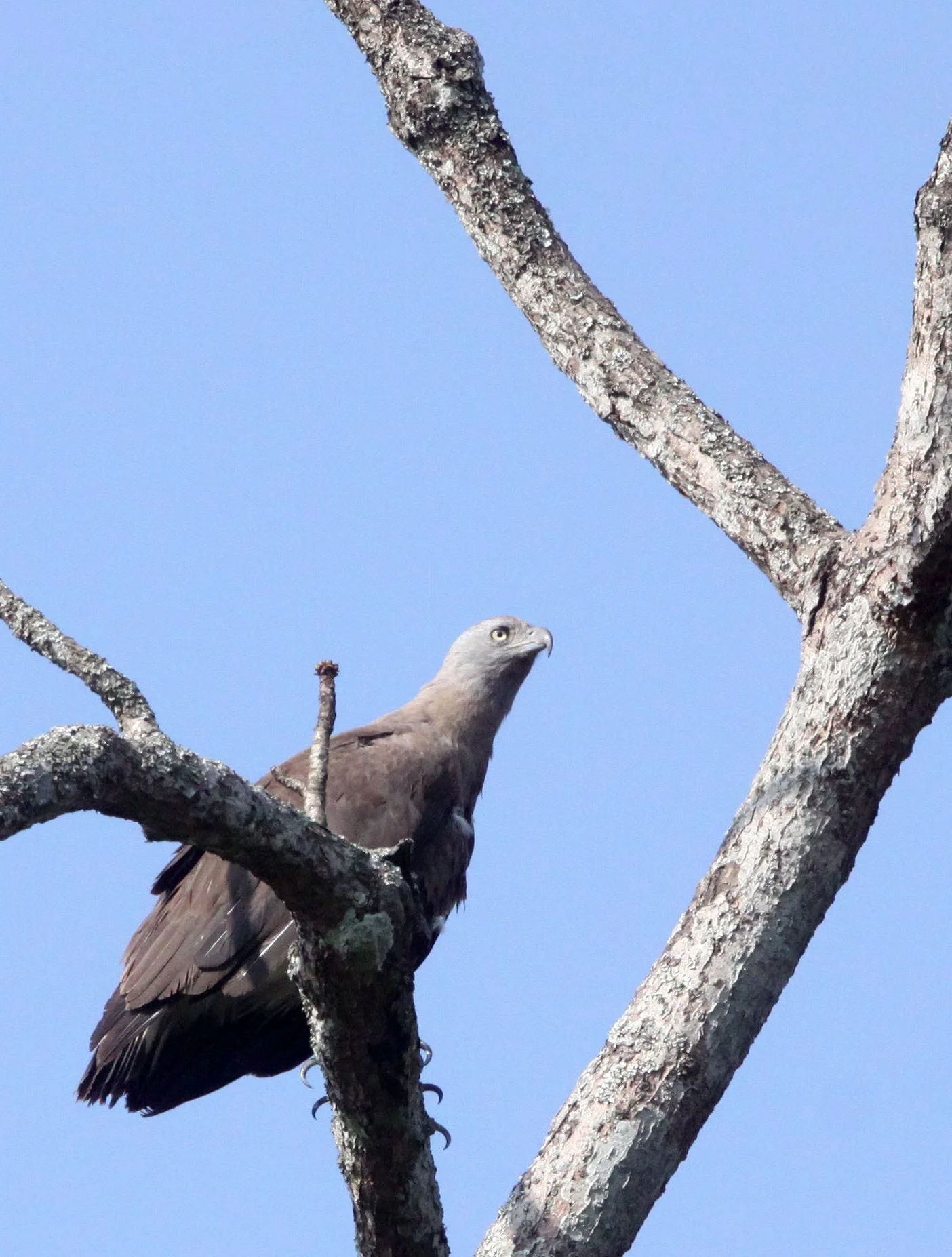 Haliaeetus ichthyaetus - GREY-HEADED FISH EAGLE - KAZIRANGA NATIONAL PARK ASSAM INDIA (20).JPG
