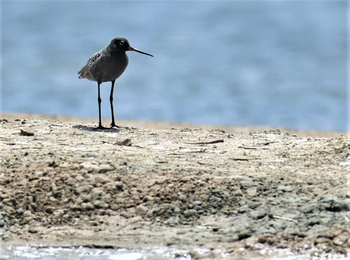 REDSHANK - SPOTTED REDSHANK - Tringa erythropus - CHACHOENGSAO SALT PONDS SALT CAFE MAY 7 2022 (22).jpg