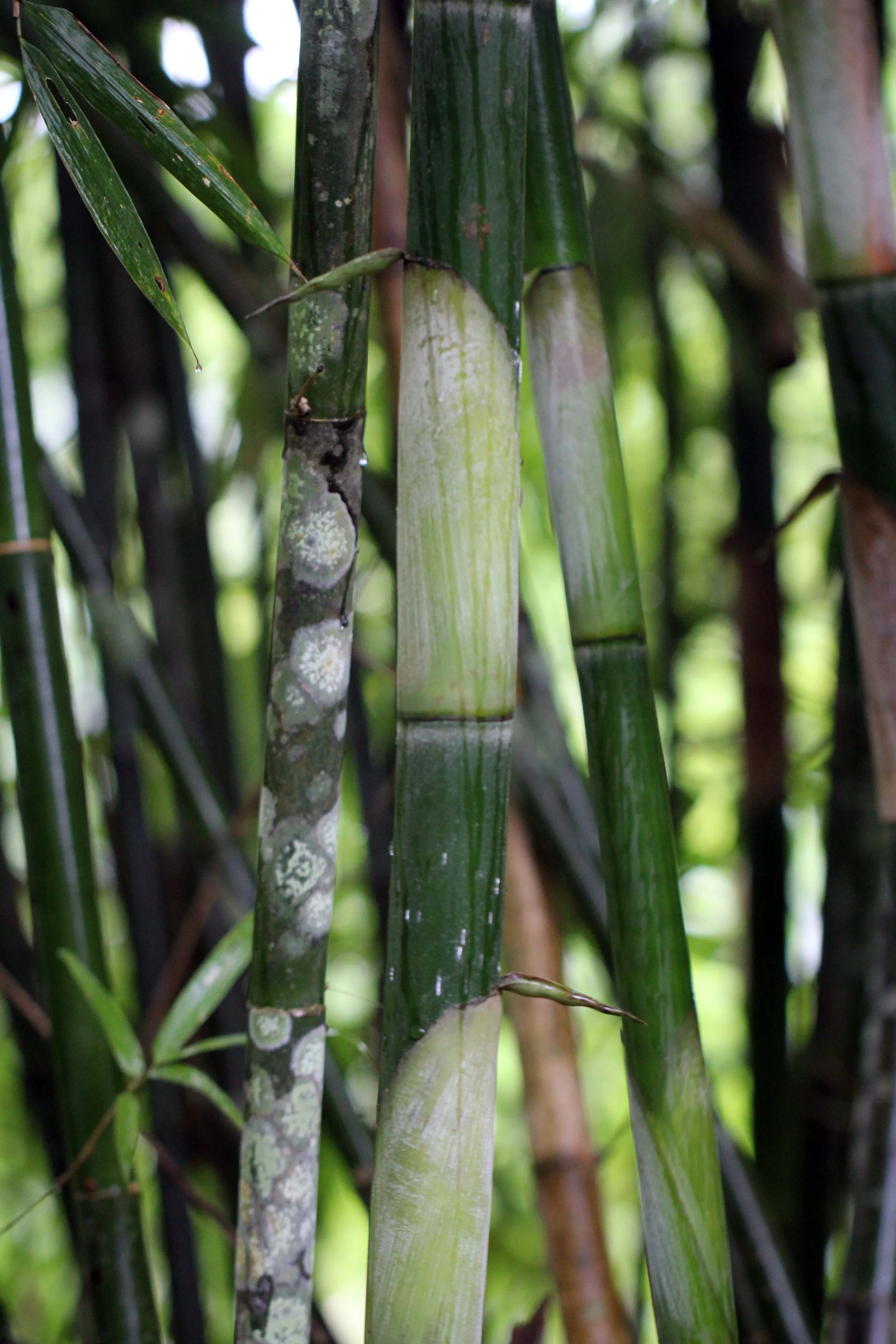 2013 in Nakhonsithammarat and some Krabi with Family (207).JPG