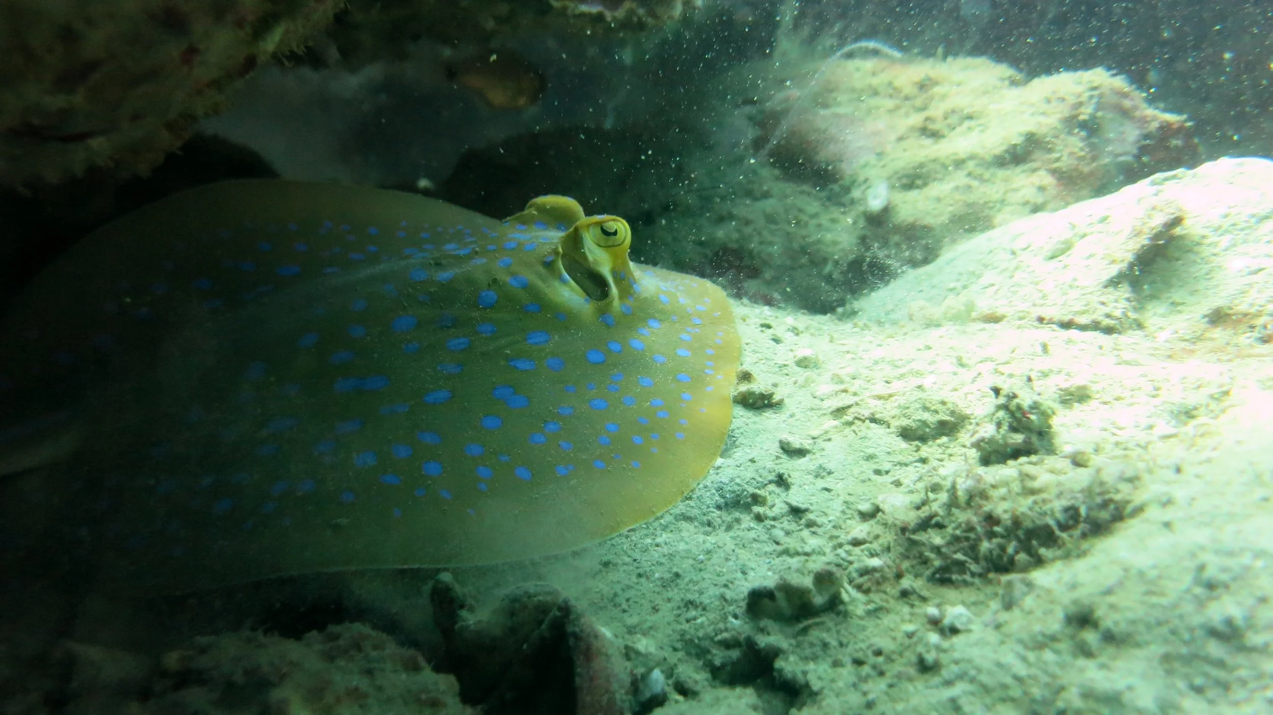 2016 BPS Satthahip Dive Trip with Marine Conservation Club (65).JPG