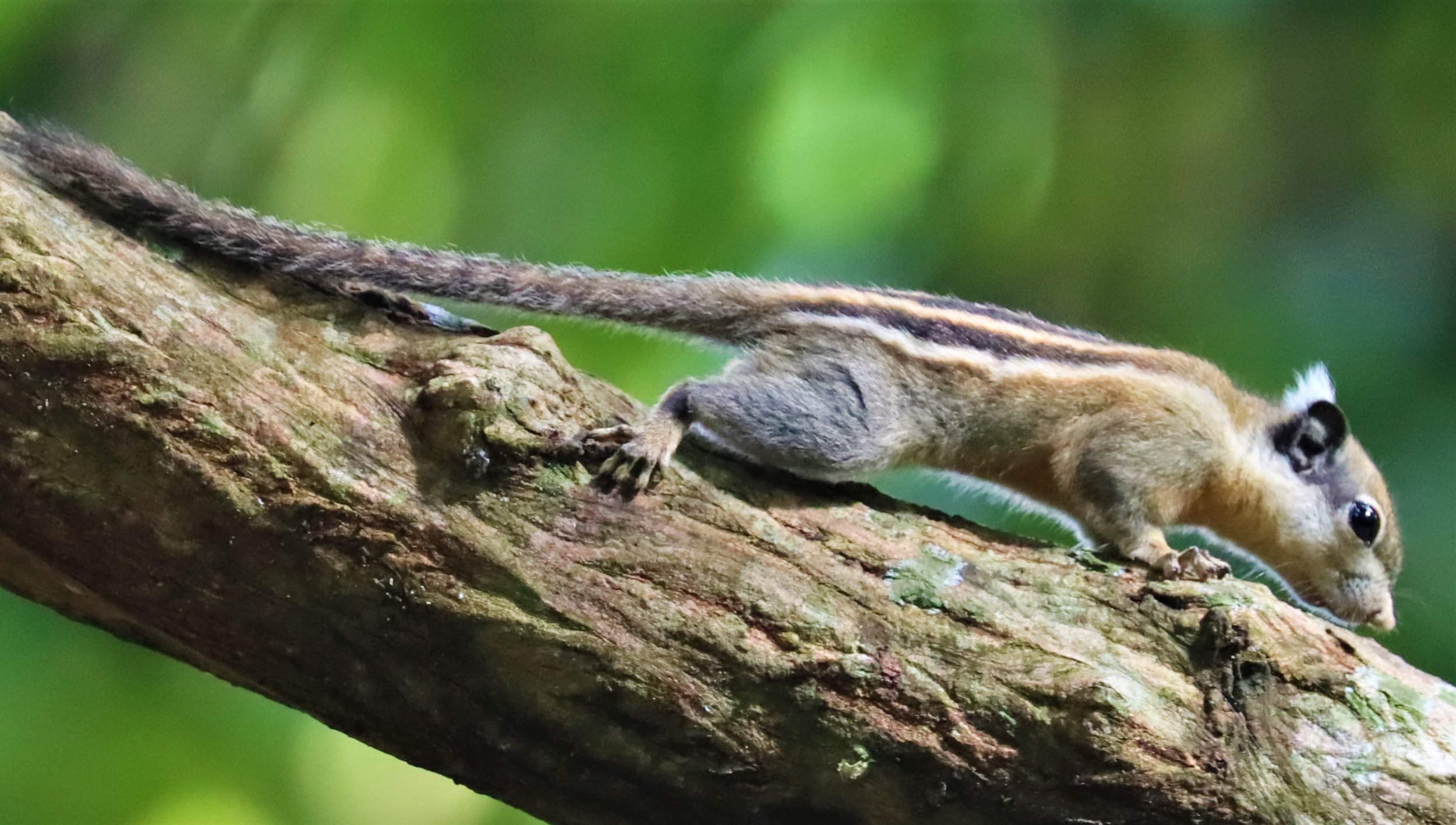 Tamiops rodolphii - CAMBODIAN STRIPED SQUIRREL - WAT THAM PRATHUN CHONBURI (8).jpg