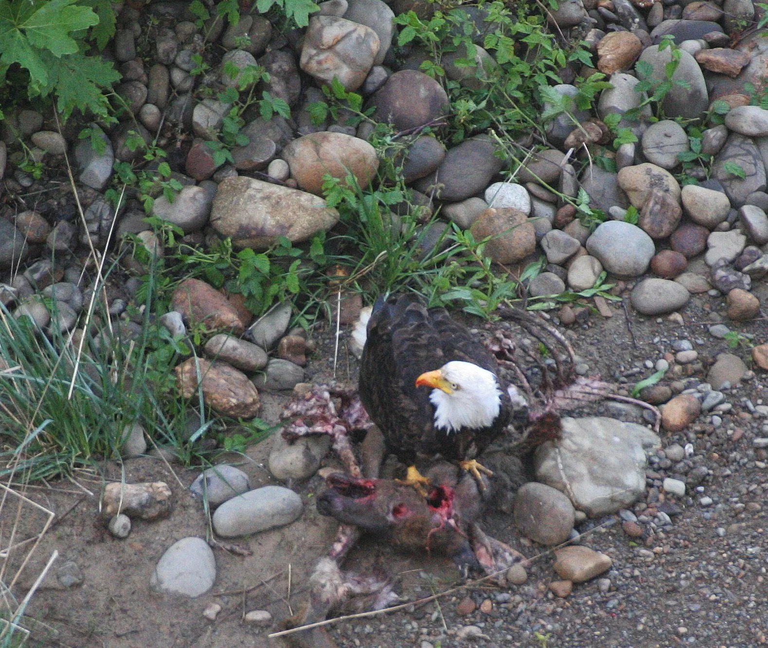 BIRD - EAGLE - BALD EAGLE - LAKE FARM BLUFFS WASHINGTON (118).JPG