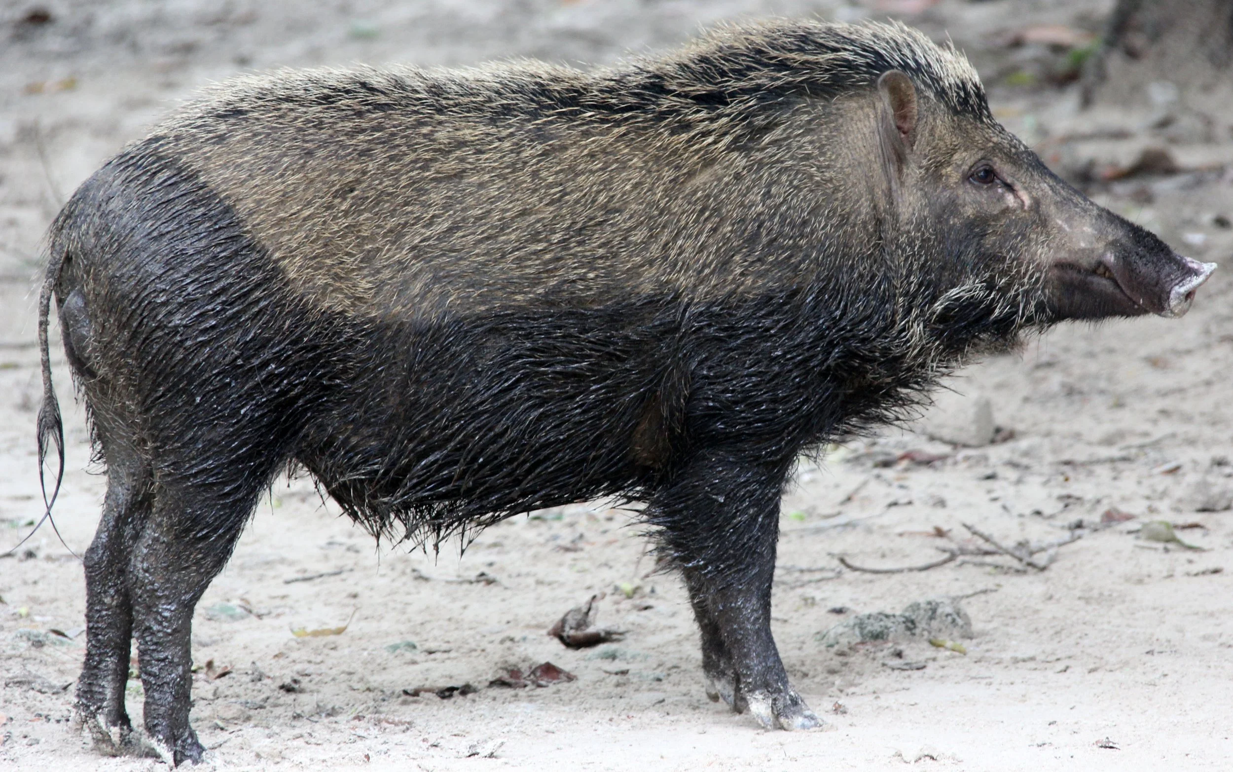 Sus scrofa vittatus - SUNDAIC BANDED PIG - UJUNG KULON NATIONAL PARK - JAVA BARAT INDONESIA (5).JPG