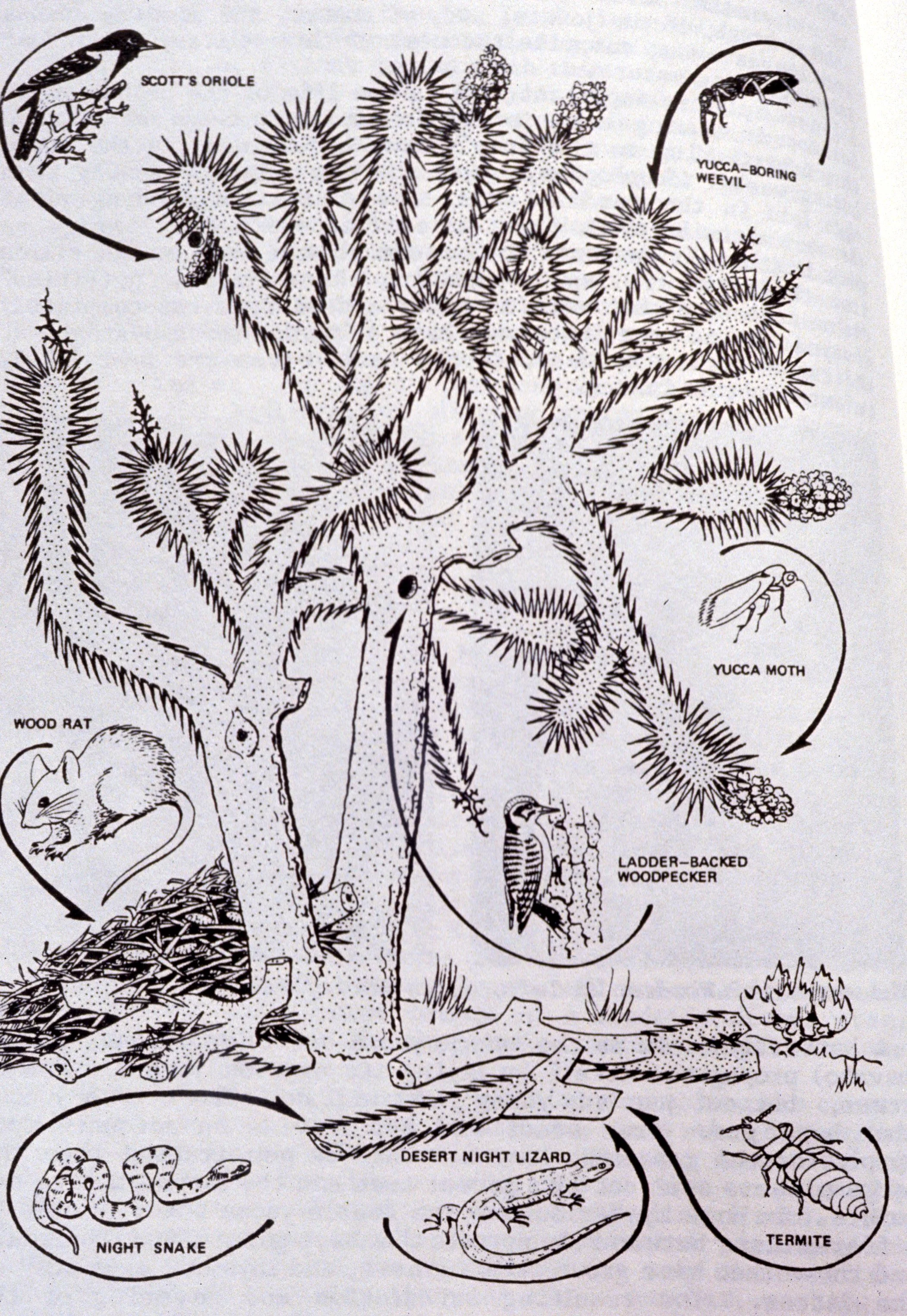 MOJAVE - LILIACEAE - YUCCA BREVIFOLIA - JOSHUA TREE COMMUNITY.jpg