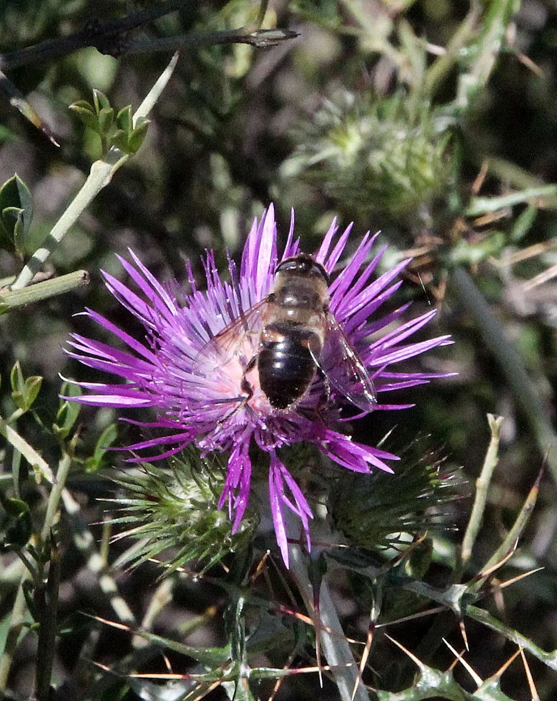 Feijia National Park, Tunisia