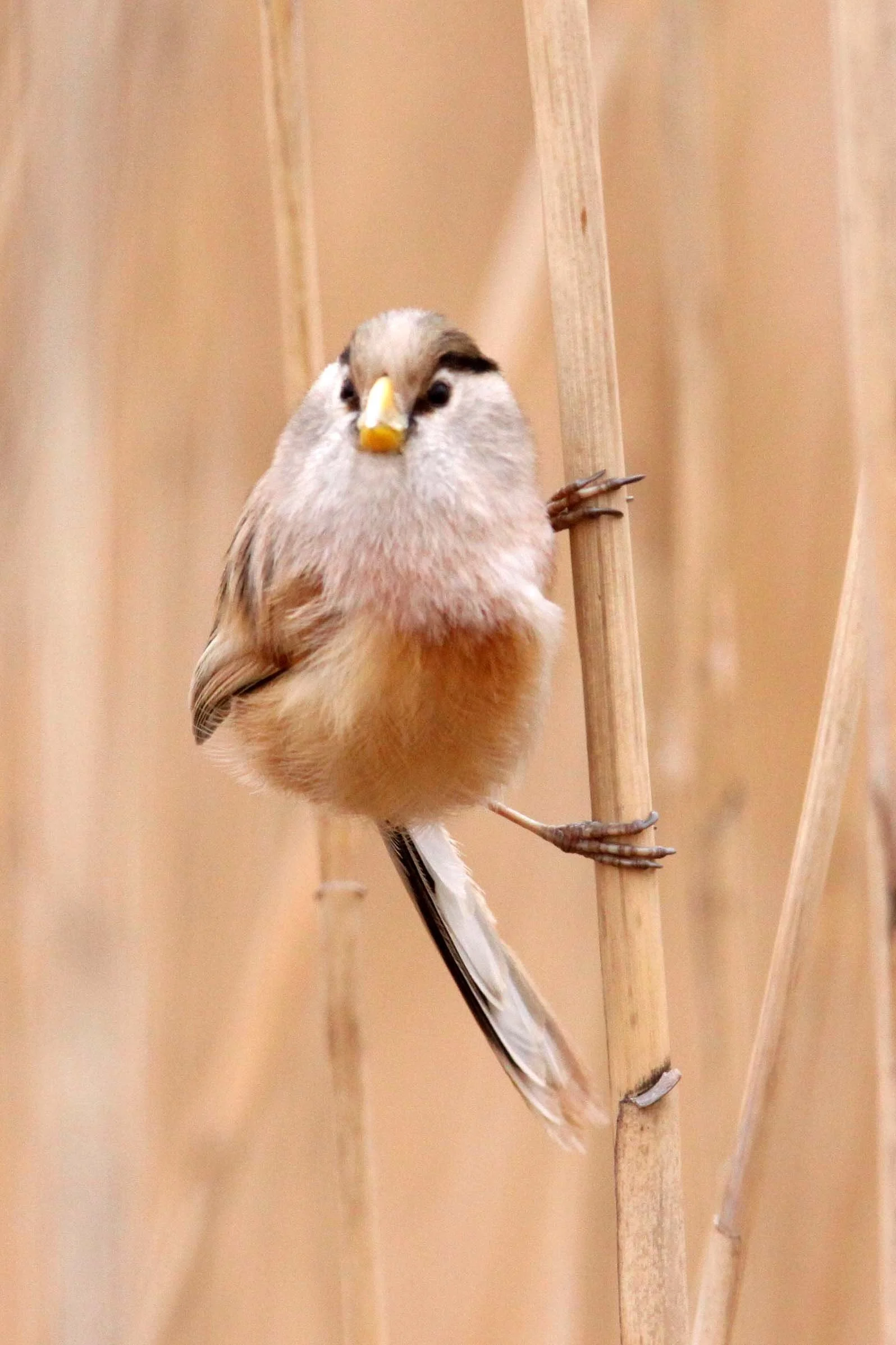 BIRD - PARROTBILL - REED PARROTBILL - YANCHENG CHINA (5).JPG