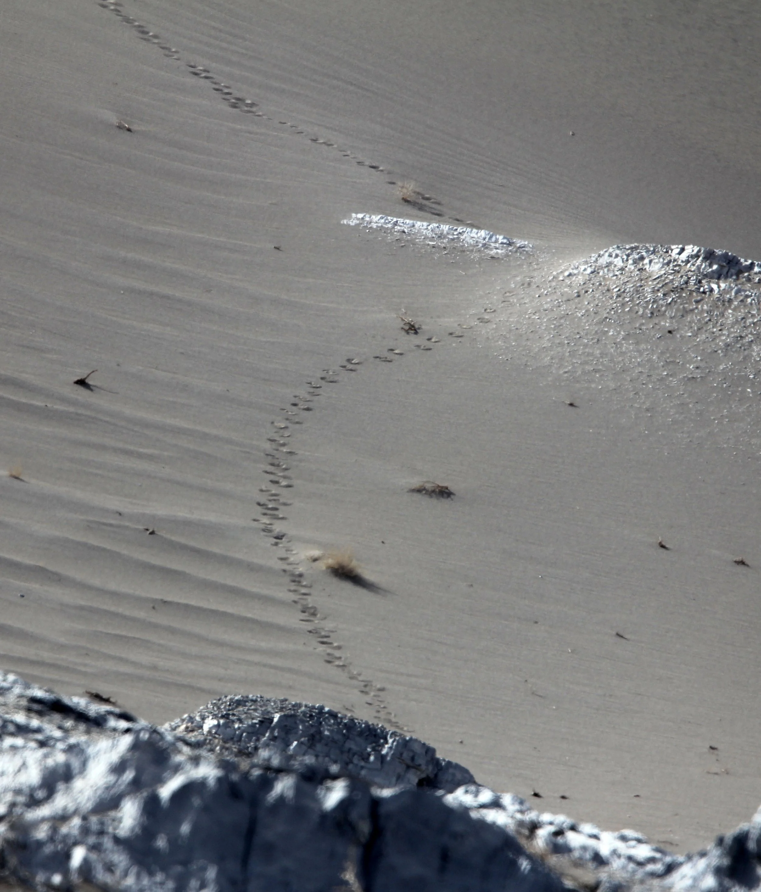 LOP NUR WILD BACTRIAN CAMEL RESERVE - XINJIANG CHINA (99).JPG