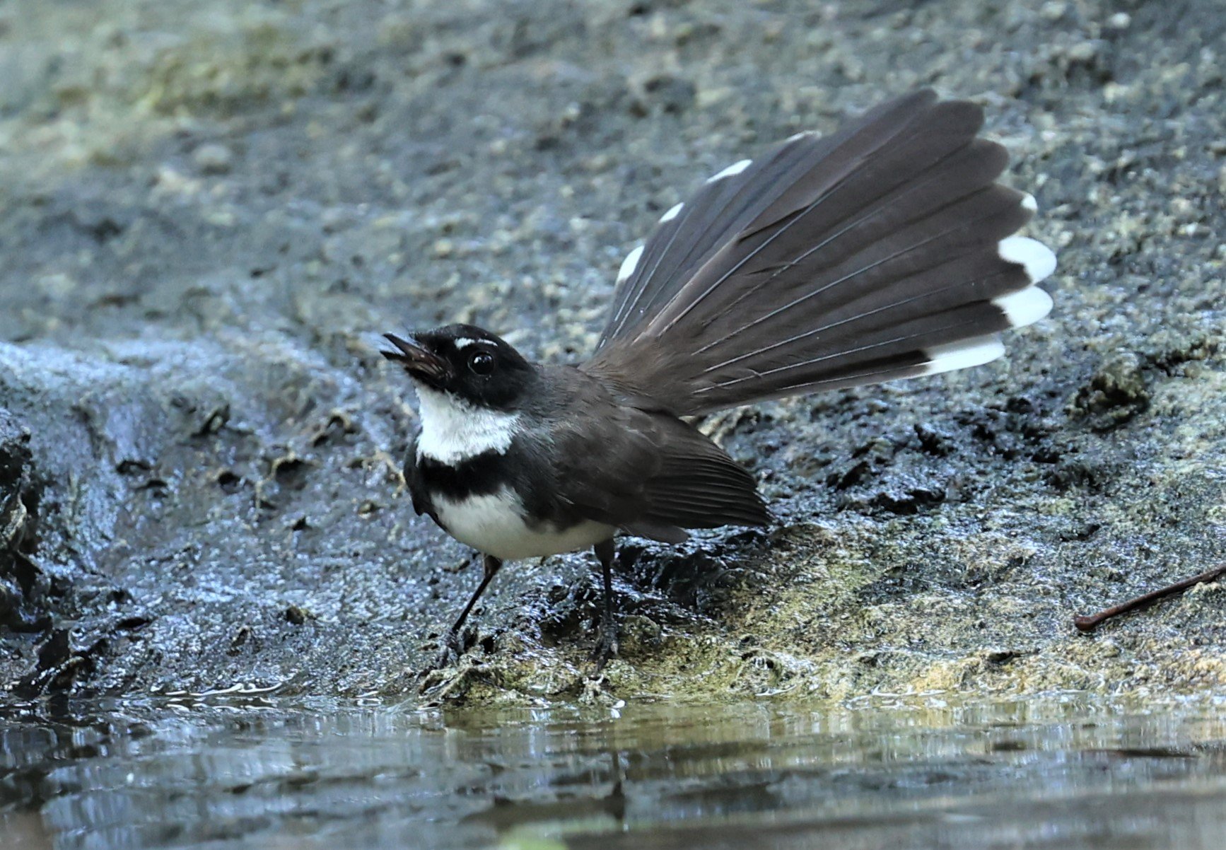 FANTAIL - PIED FANTAIL - Rhipidura javanica - WAT THAM PRATHUM CHONBURI JAN 30 2022 (3).jpg