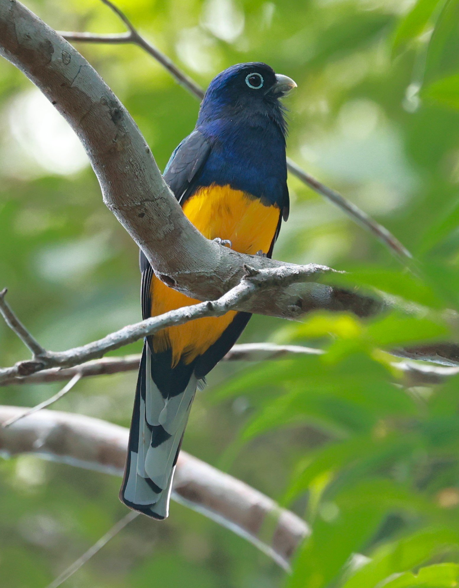 Trogon - Green-backed Trogon - Trogon viridis - Illeus, Bahia Brazil, Una Township Area (14).JPG