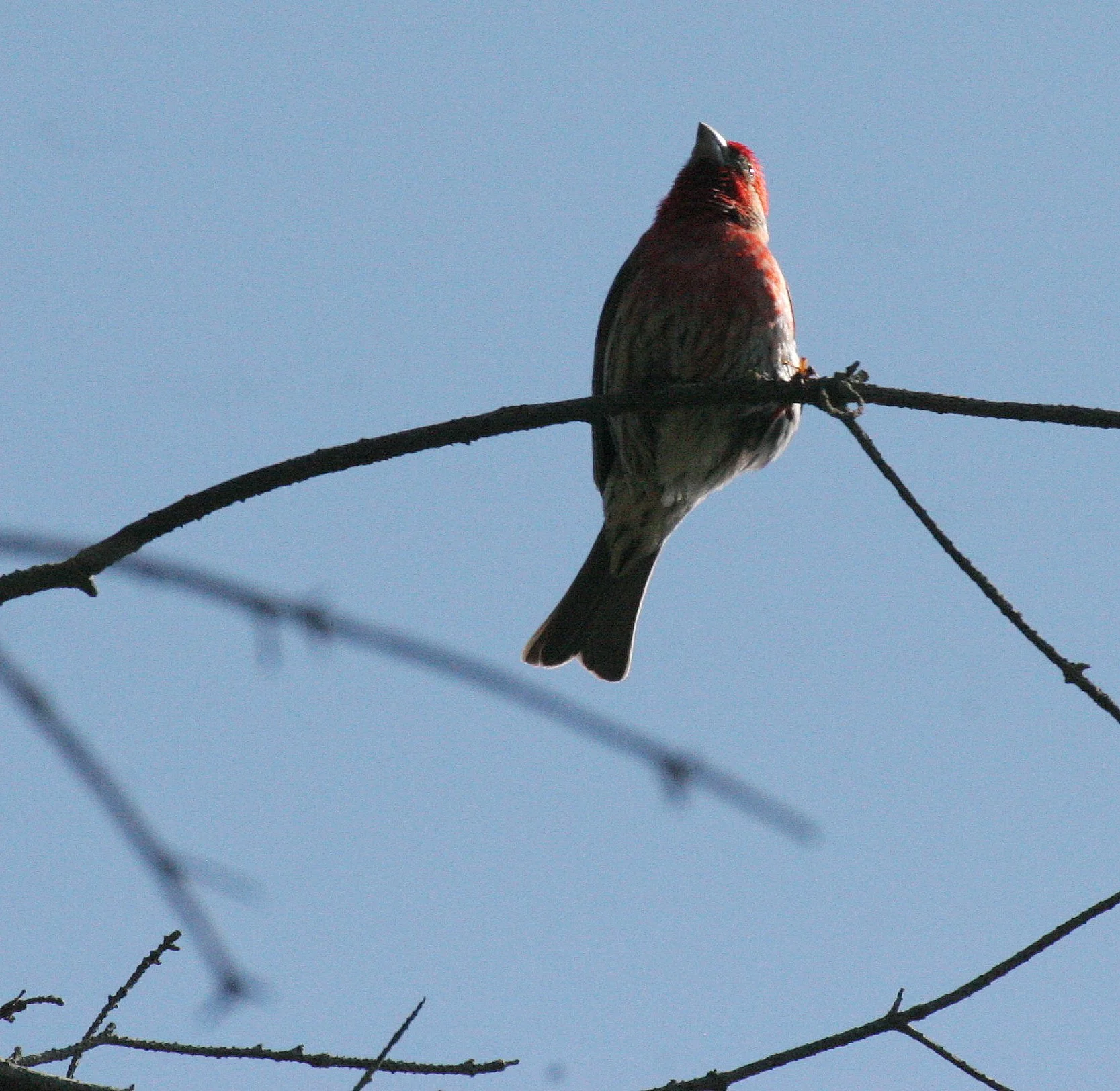 House Finch (Haemorhous mexicanus) Loreto Baja Mexico (10).jpg