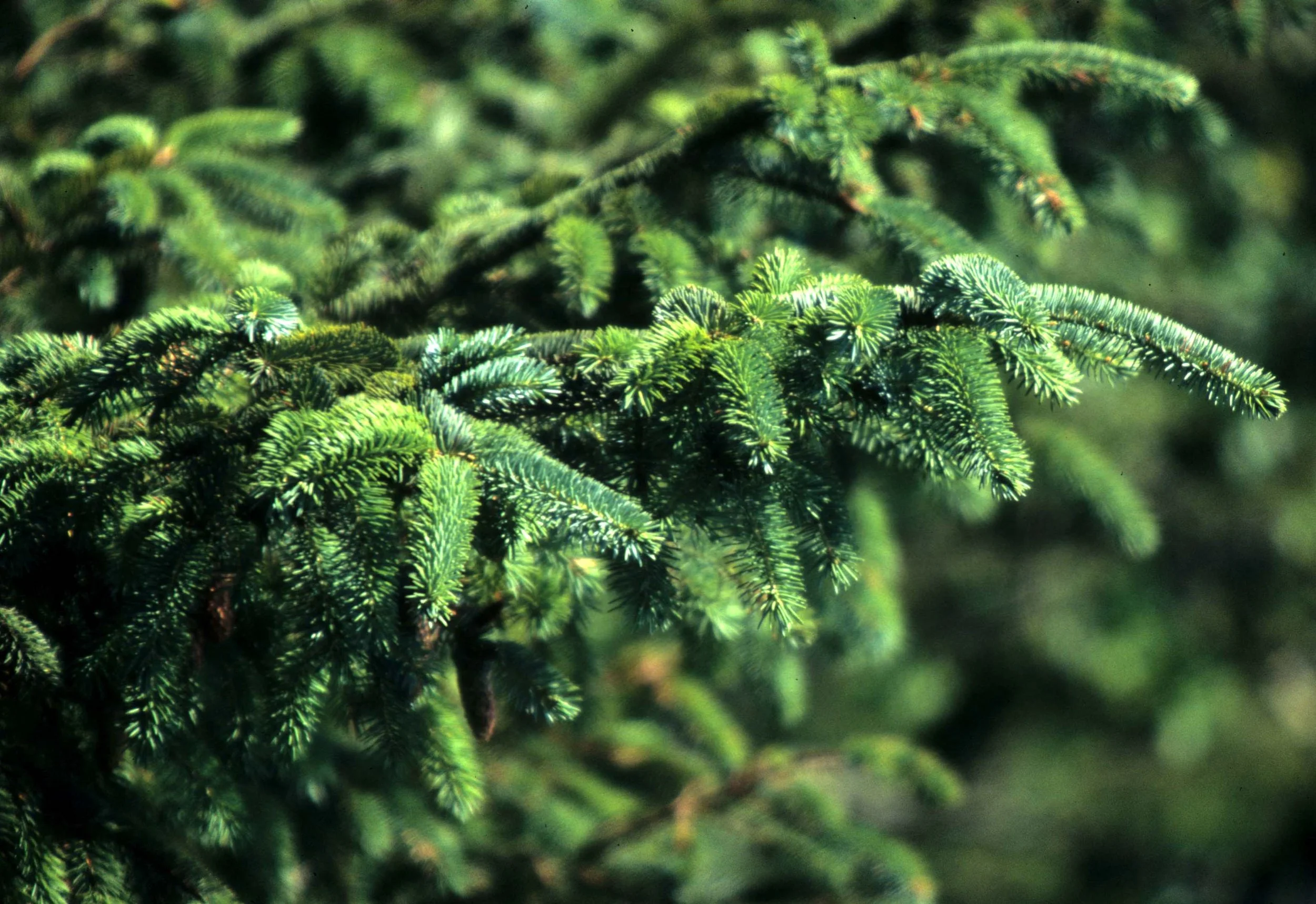 CALIFORNIA - REDWOODS NP - PICEA SPECIES (3).jpg