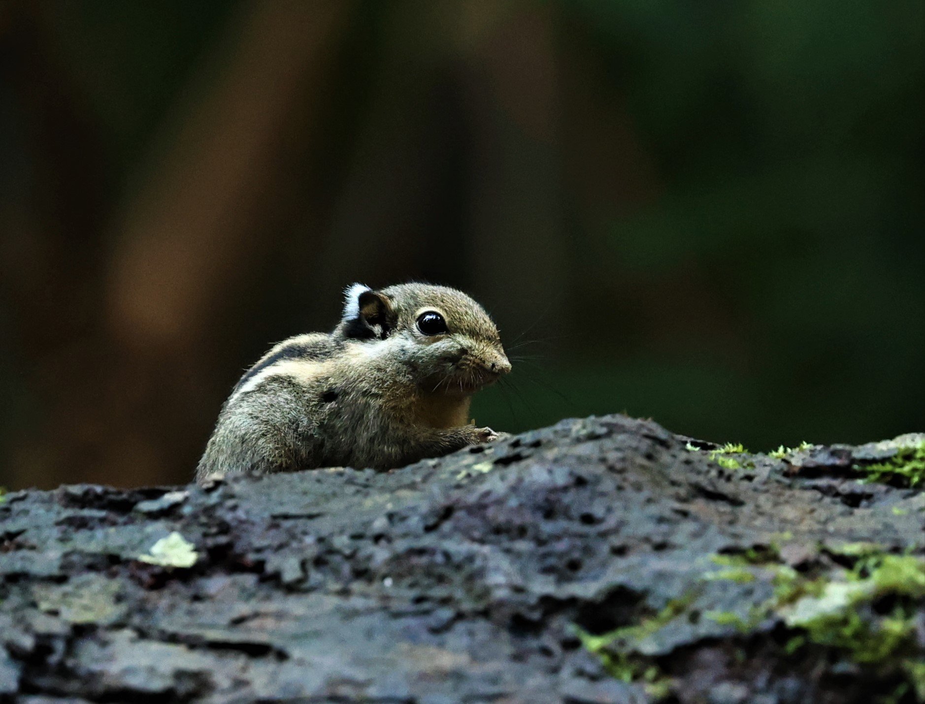 Tamiops mcclellandii - HIMALAYAN STRIPED SQUIRREL - BUKIT TINGGI MALAYSIA JUNE 2022 (5).jpg