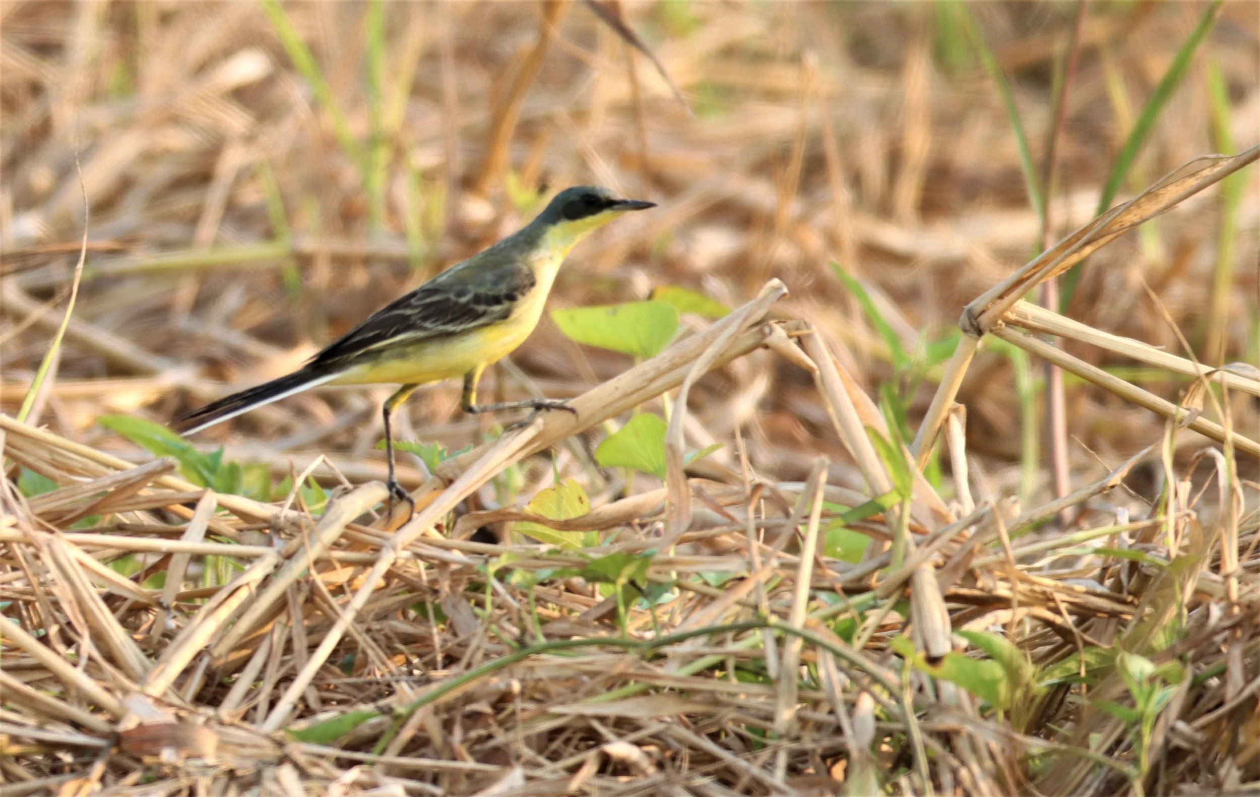 YELLOW WAGTAIL - Motacilla flava - LAT KRABANG WETLANDS NEAR BKK (12).jpg