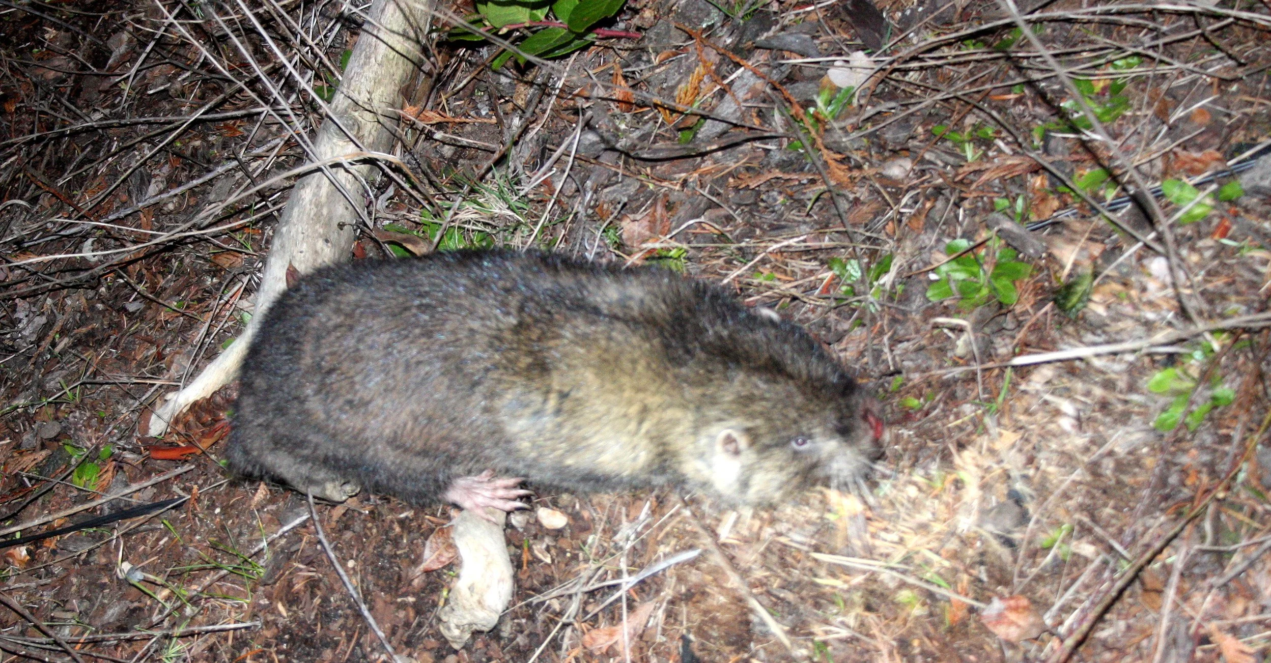 RODENT - MOUNTAIN BEAVER - LAKE FARM TRAILS (6).JPG