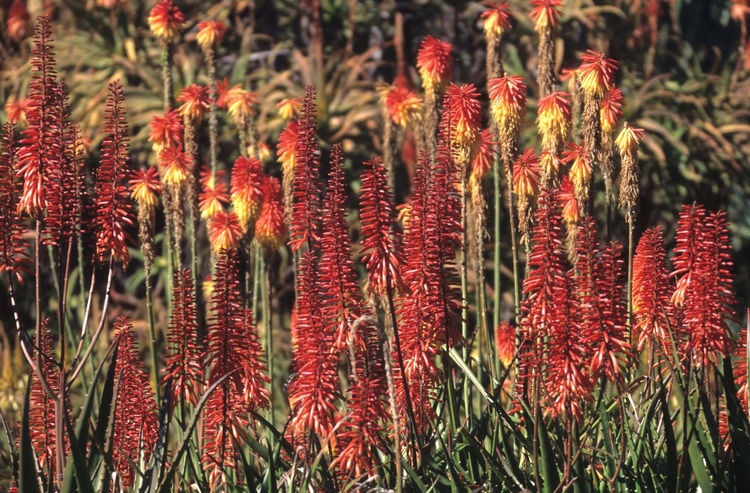 RSA - BLYDE RIVER CANYON - RED HOT POKERS.jpg