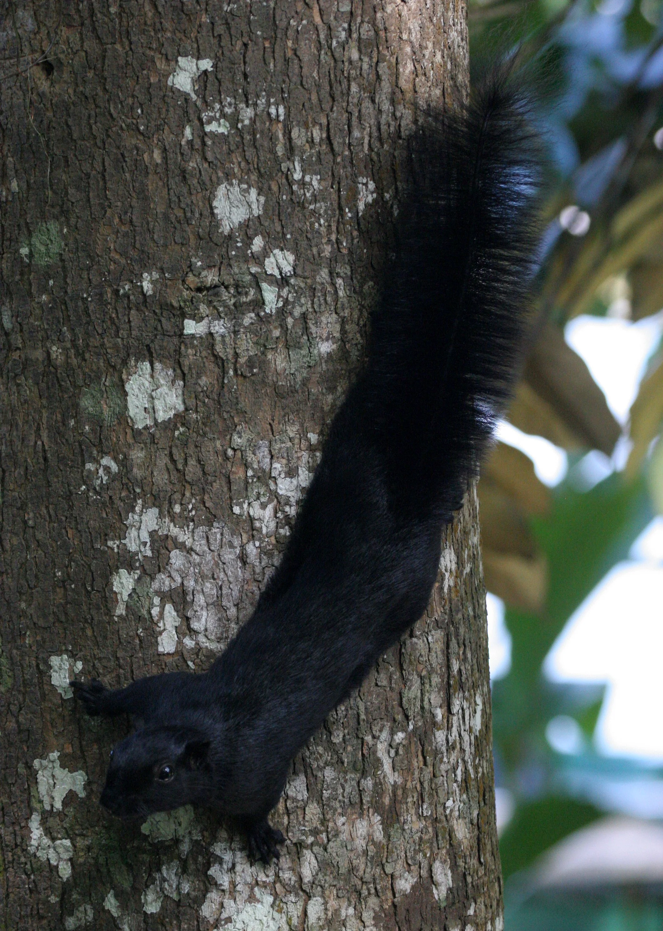 Callosciurus prevostii - PREVOST'S SQUIRREL - KINABATANGAN RIVER BORNEO  (31).JPG