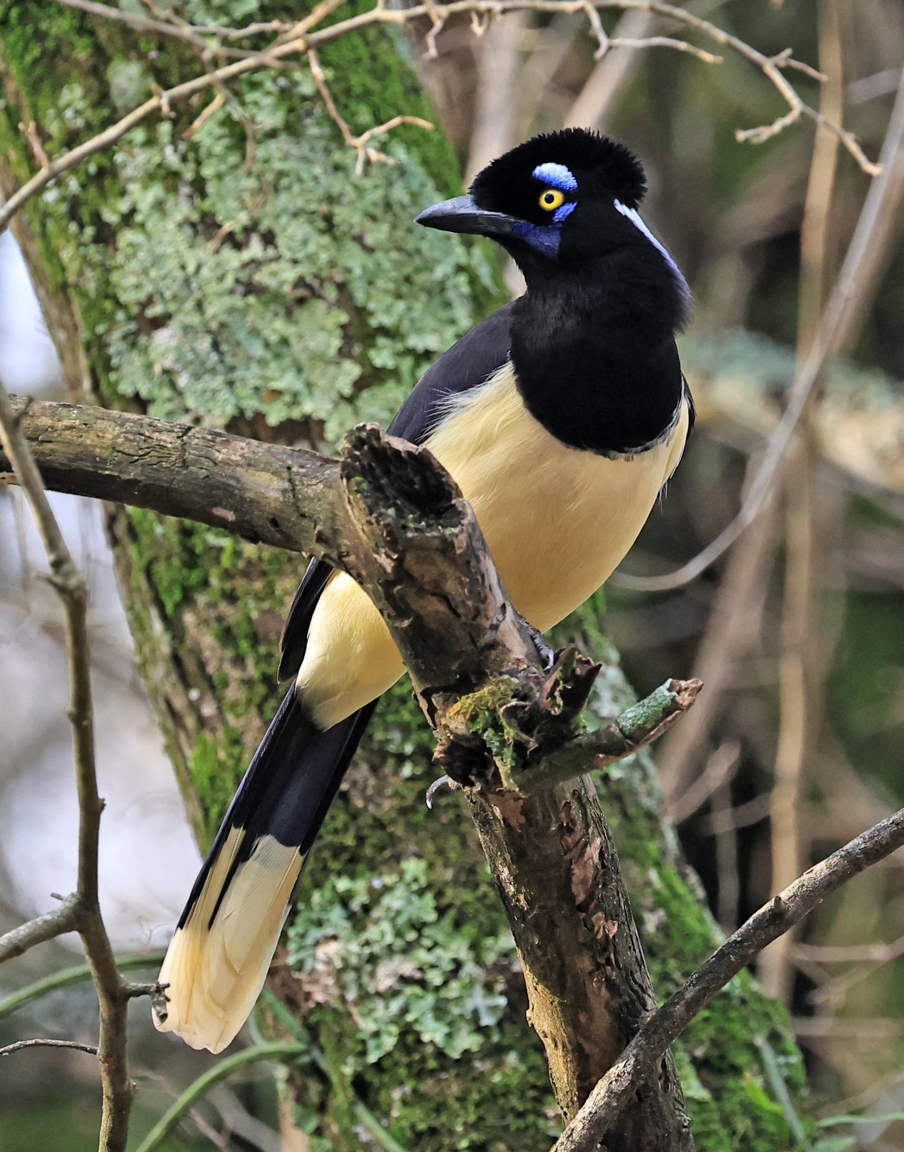 Plush-crested Jay (Cyanocorax chrysops) El Palmar National Park, Entre Rios, Argentina (46).jpg