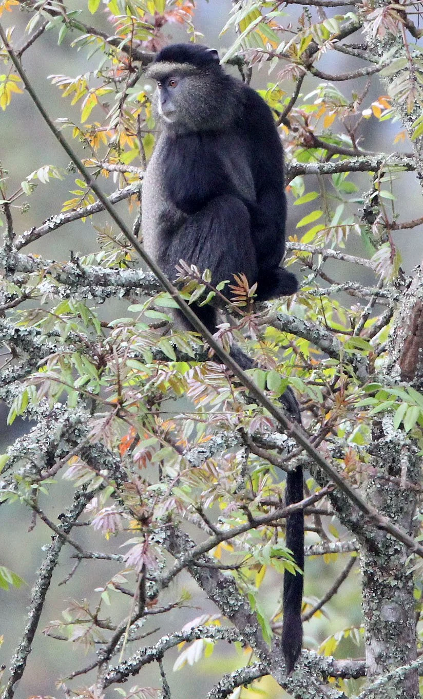 CERCOPITHECIDAE - Cercopithecus doggetti - SILVER MONKEY - NYUNGWE NATIONAL PARK RWANDA (197).JPG