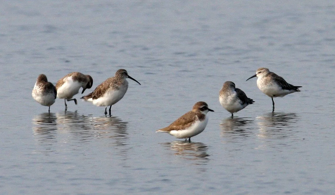 BIRD - SANDPIPER - CURLEW SANDPIPER - PAK THALE PETCHABURI PROVINCE THAILAND (13).JPG