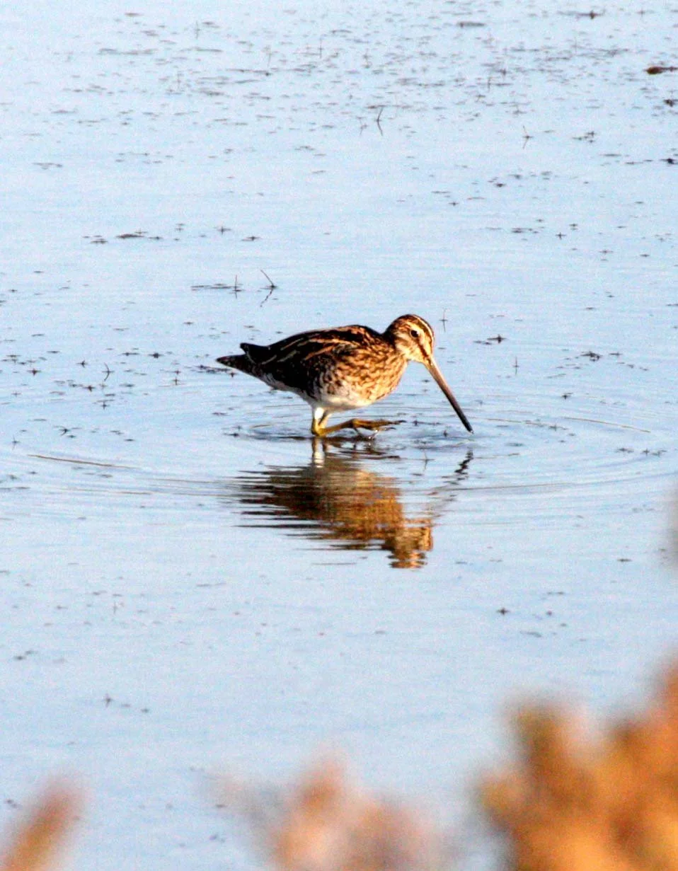 BIRD - SNIPE - COMMON SNIPE - KHAO SAM ROI YOT THAILAND (5).JPG