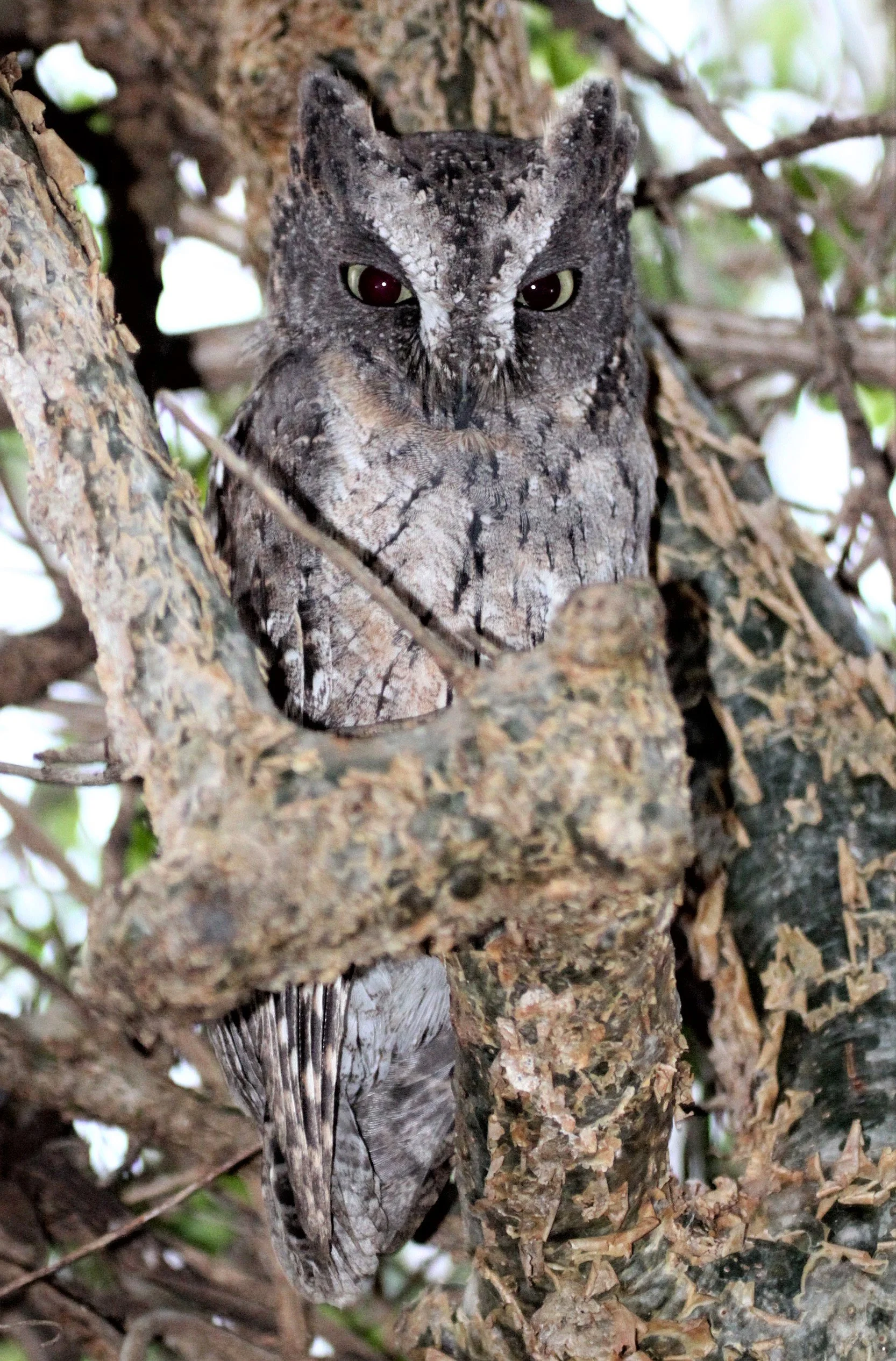 Otus rutilus - MADAGASCAR SCOPS OWL - BERENTY RESERVE MADAGASCAR aa.jpg