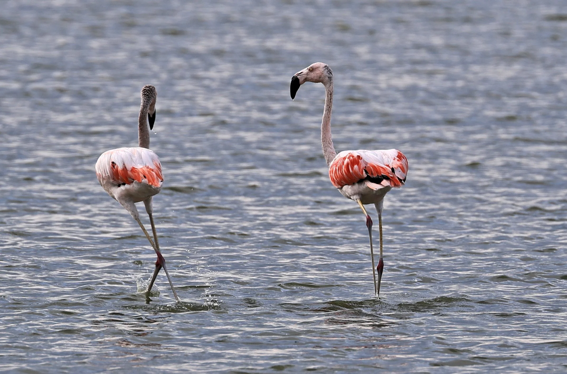 Chilean Flamingo (Phoenicopterus chilensis) Chaco Lodge & Laguna Salada Paraguay (24).jpg